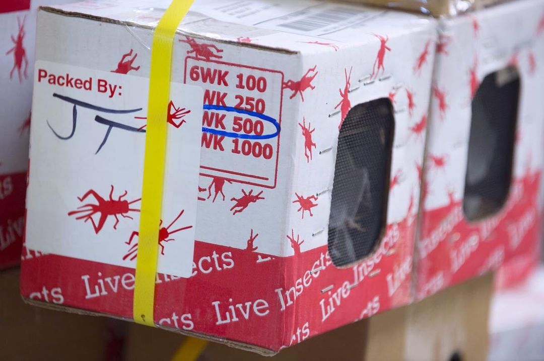 Image of 2 shipping boxes strapped togther with Yellow strap. Live Insects written 