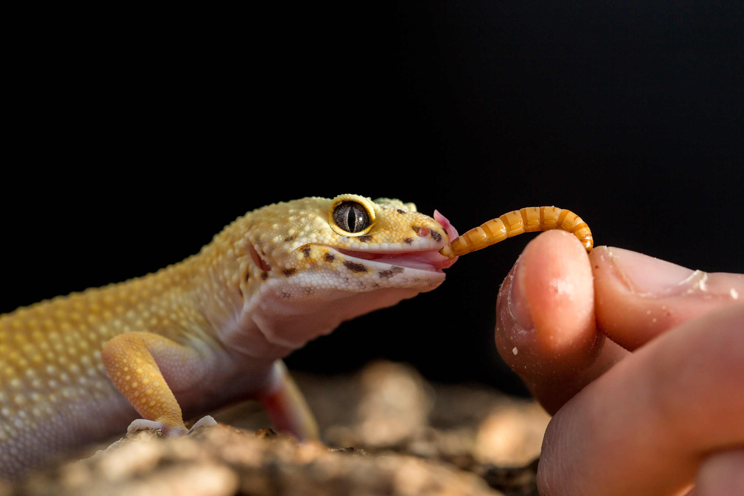 A man 's hand feeds a leopard gecko a live mealworm