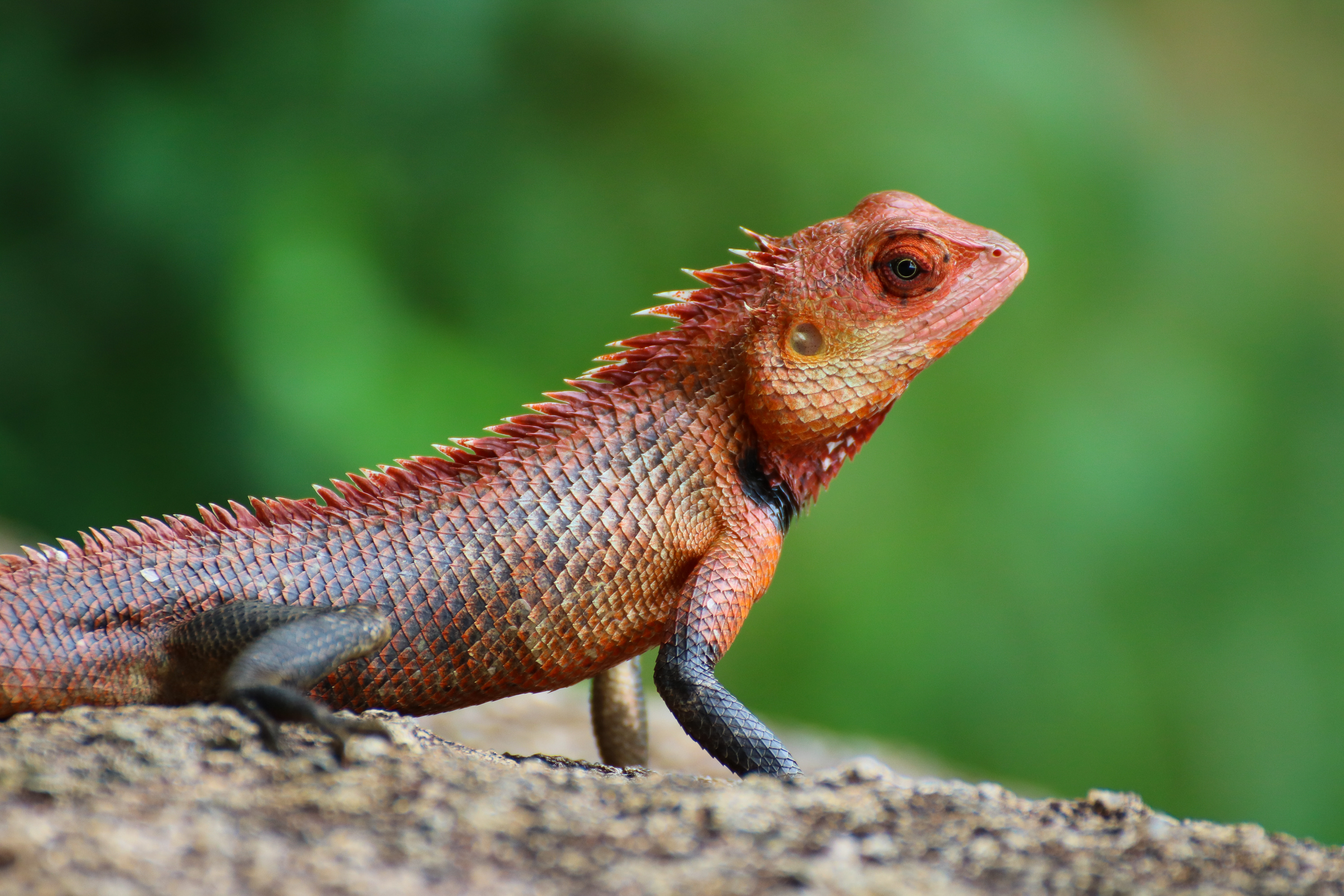 Rainbow colored Iguana sitting on rock with green background