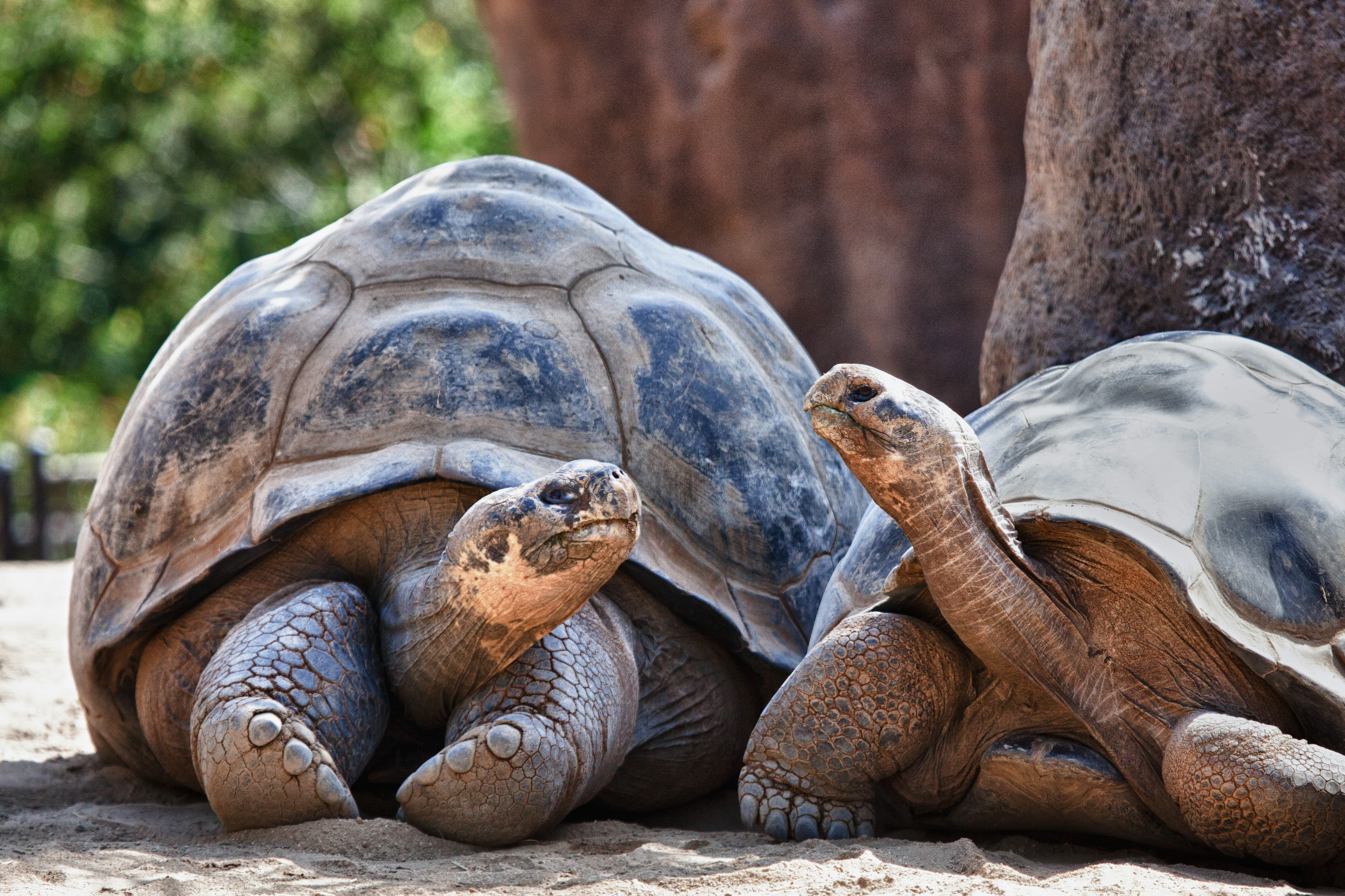 Two tortoises looking at each other in front of trees 