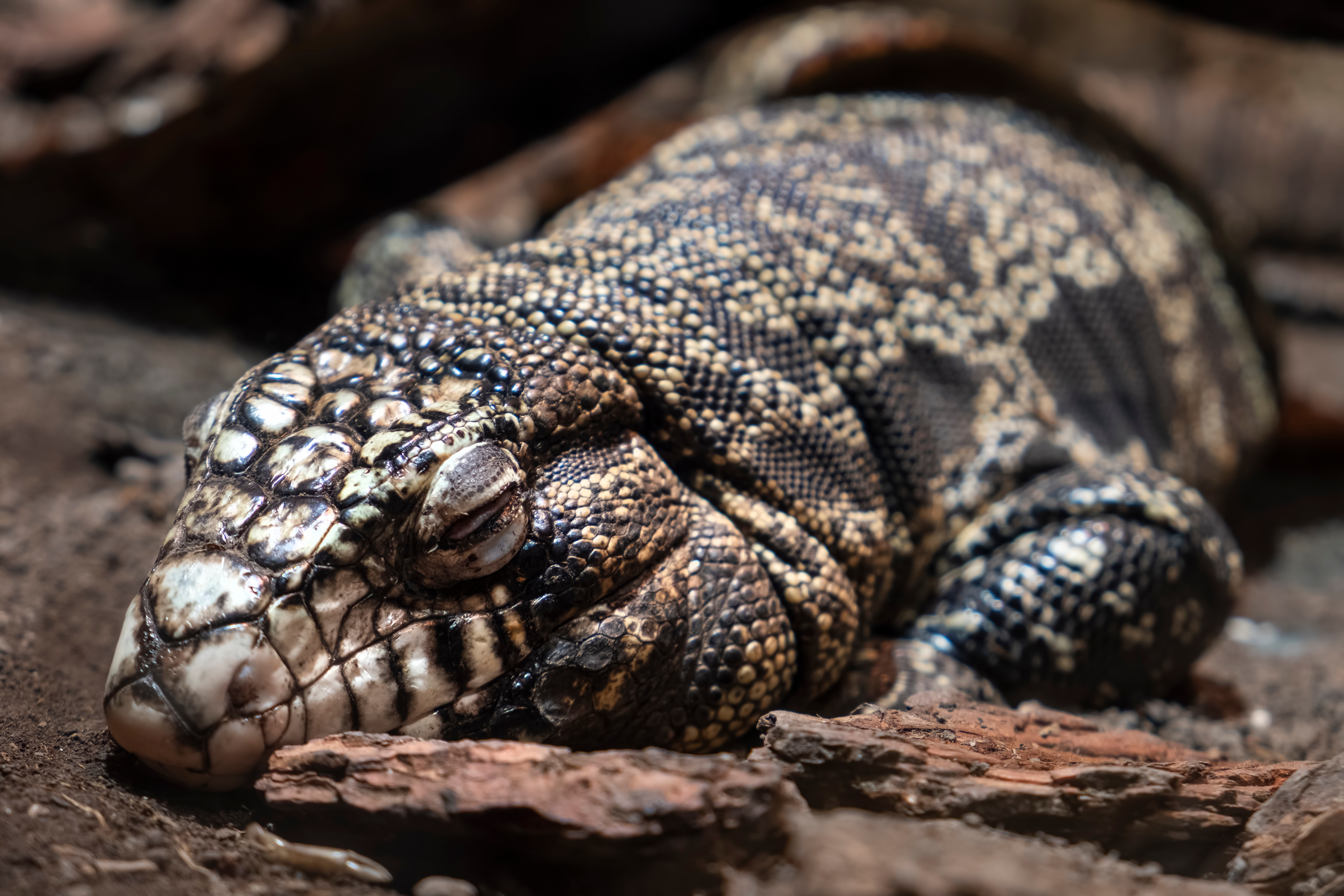 Sleeping Argentine Black And White Tegu (Lizard)