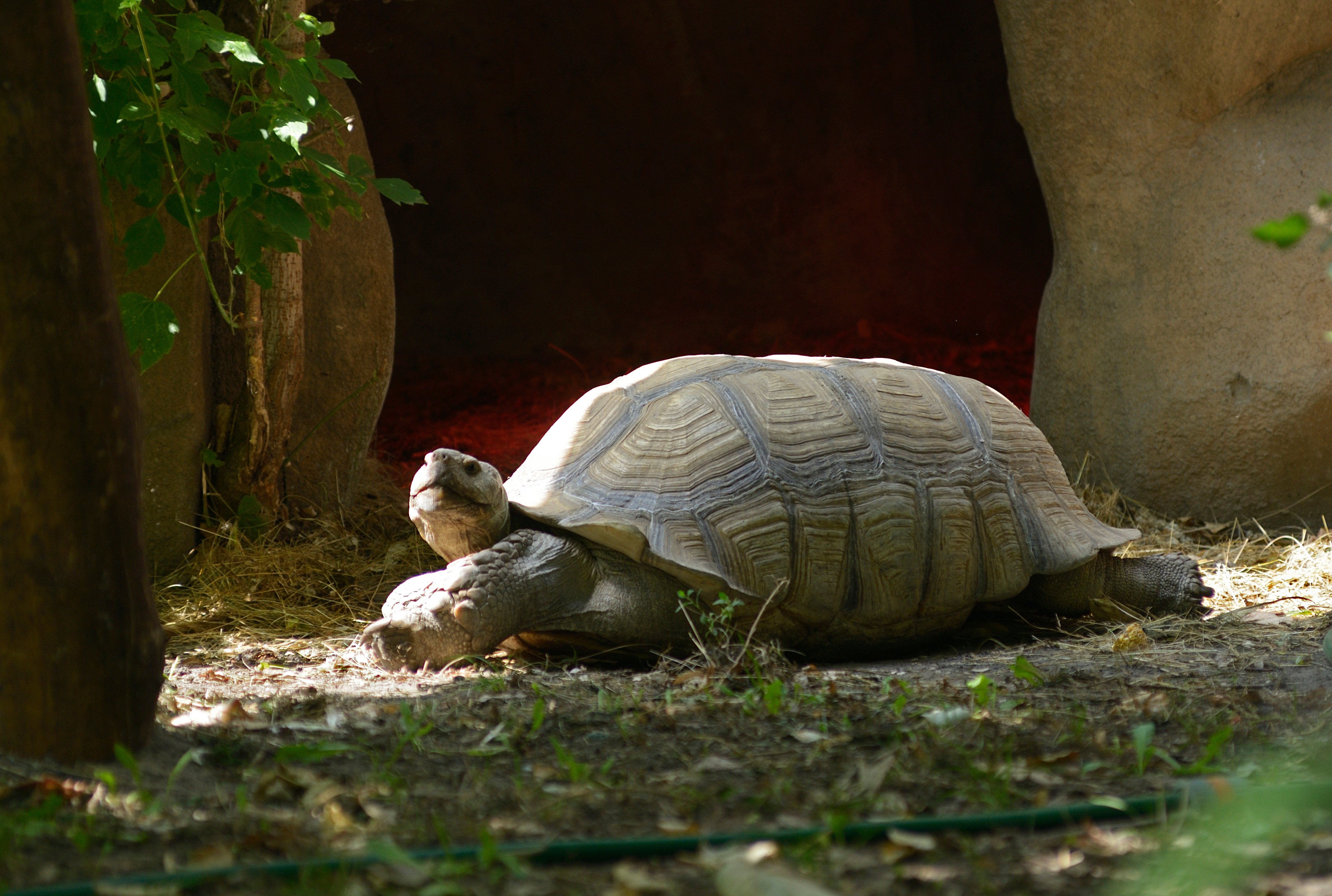 Tortoise in Outdoor Enclosure on ground with tree and rock in background