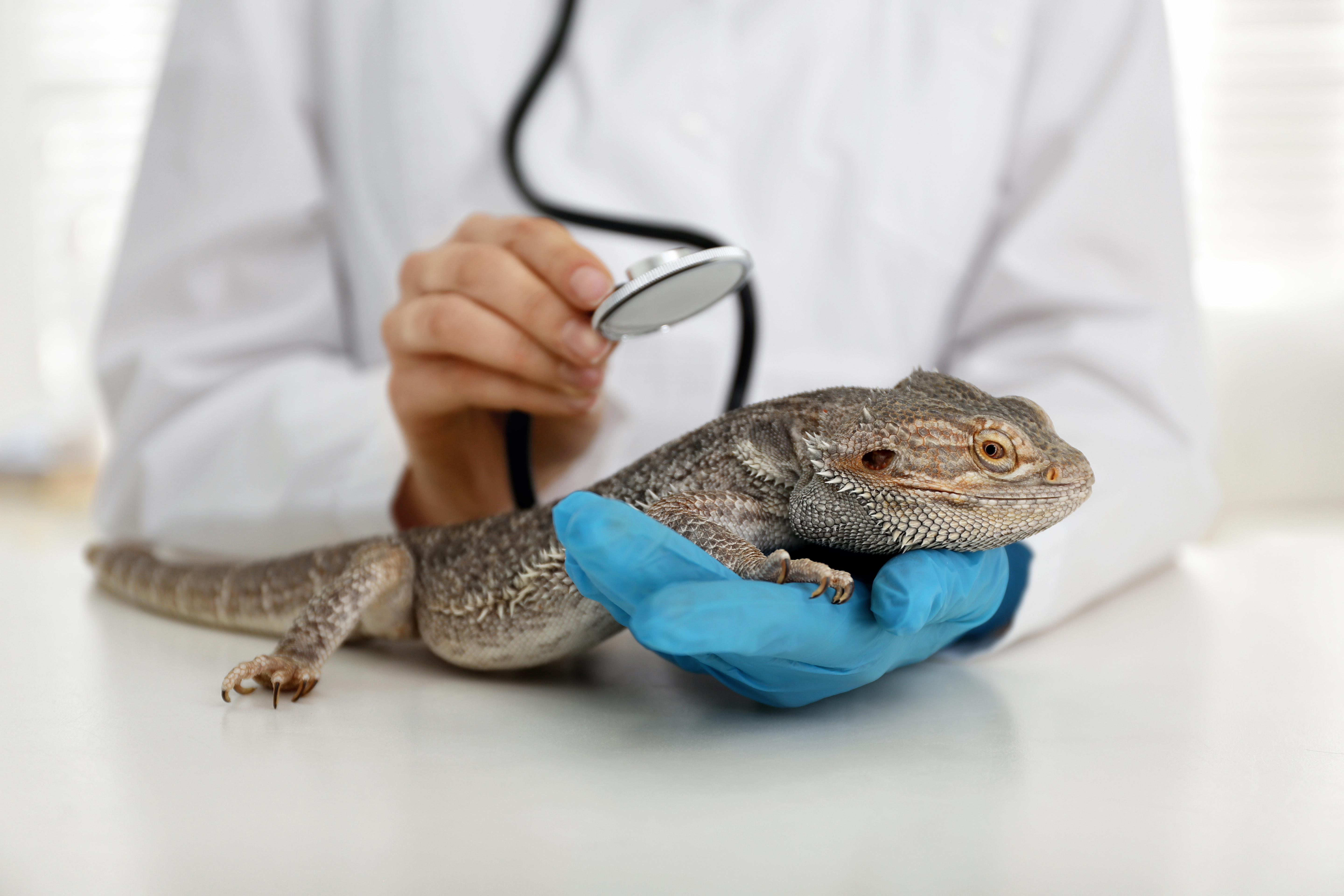 Veterinarian examining bearded lizard on table in clinic, closeup. Bearded dragon