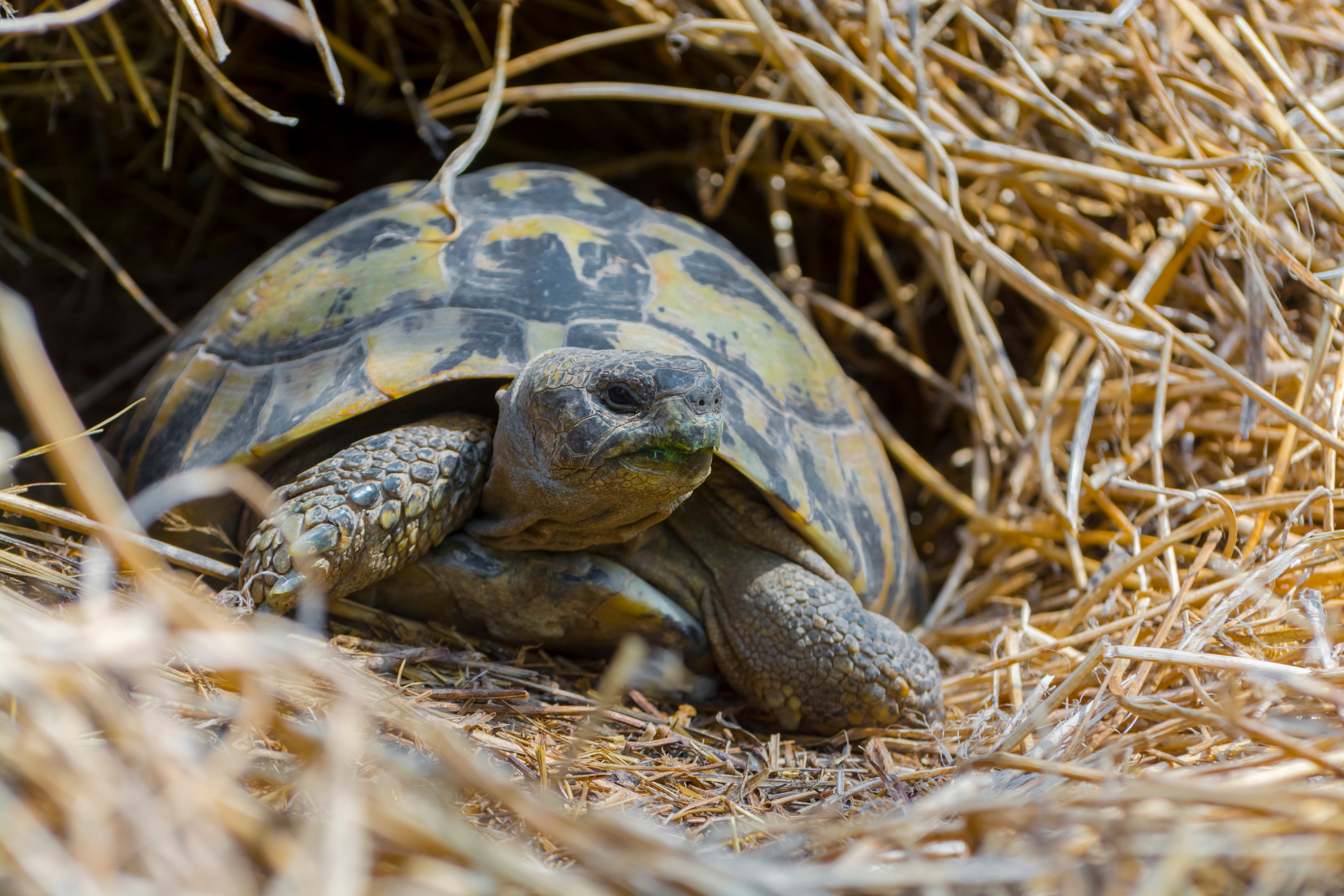 Tortoise laying on and under hay