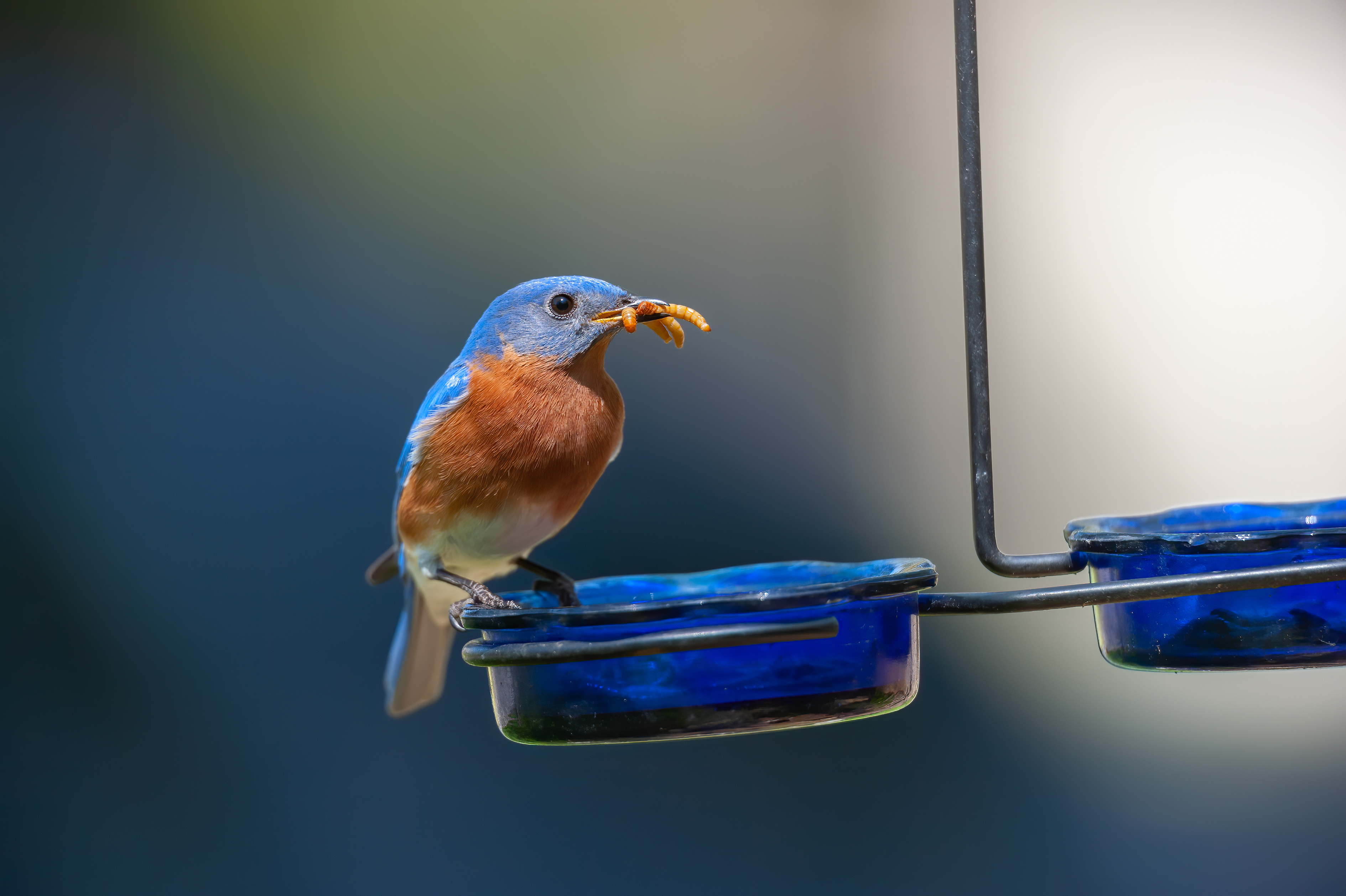 Bluebird on bird feeder with worm in mouth