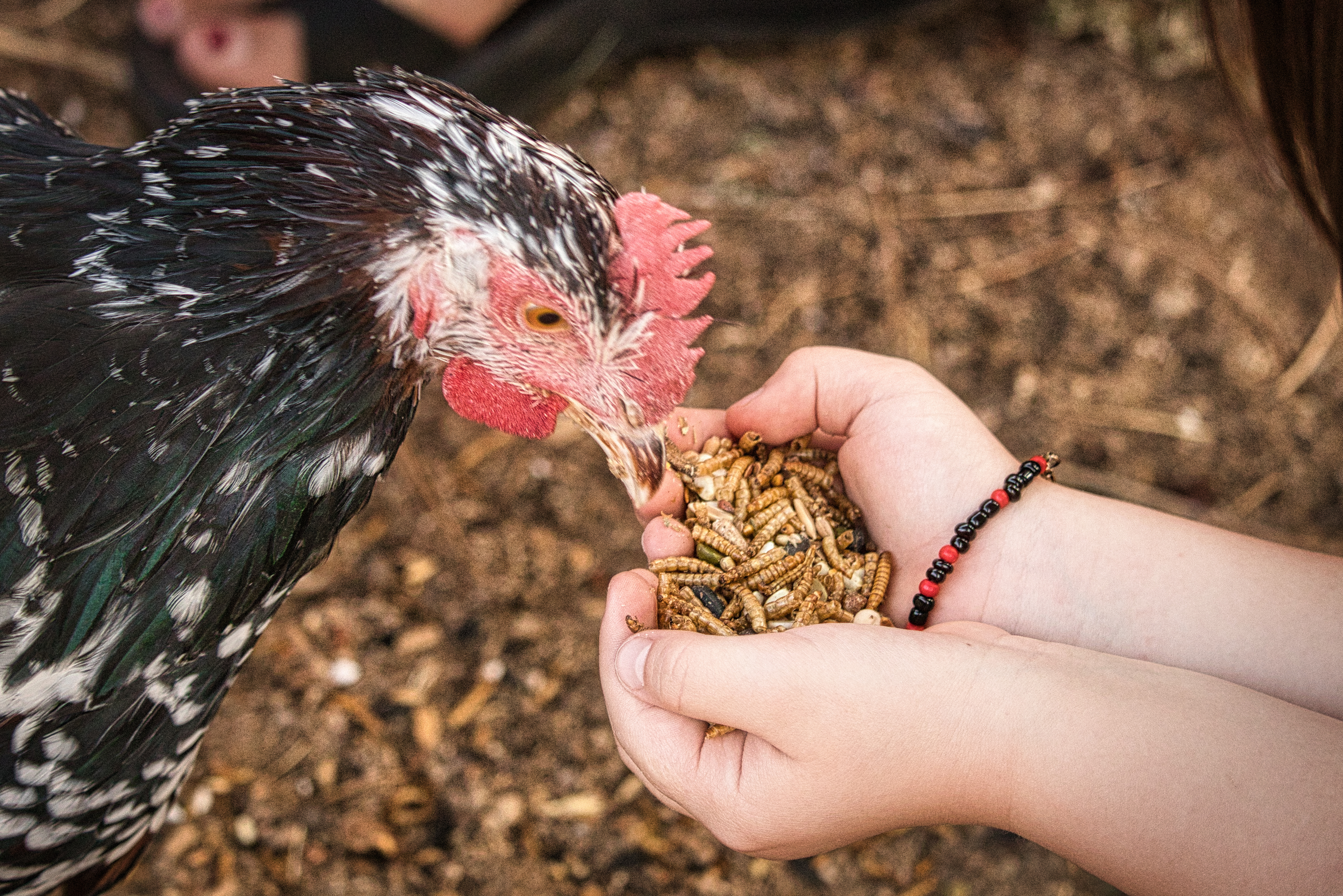 Human hands holding mealworms and feeding to hen