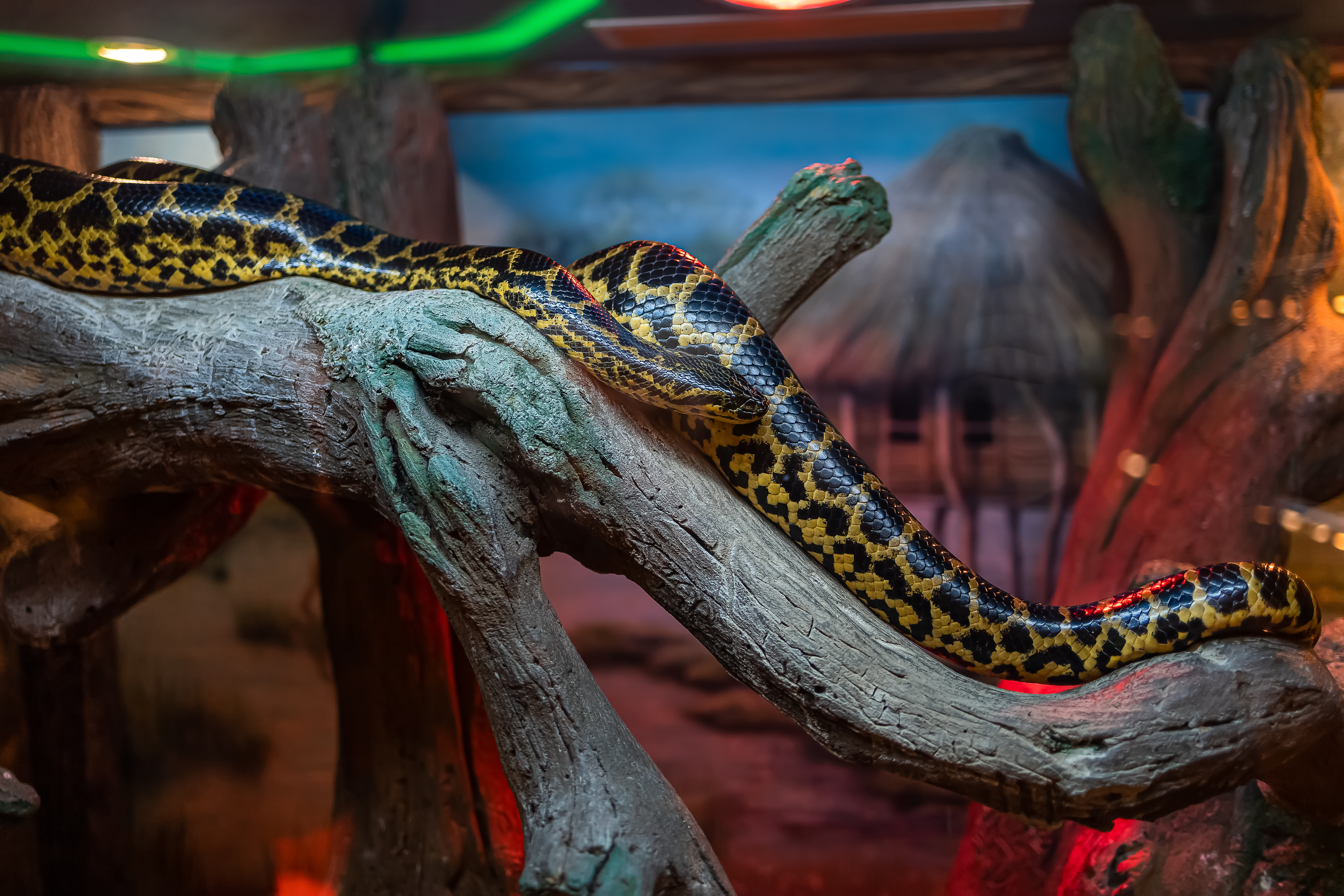 A large Snake basks under infrared lamps