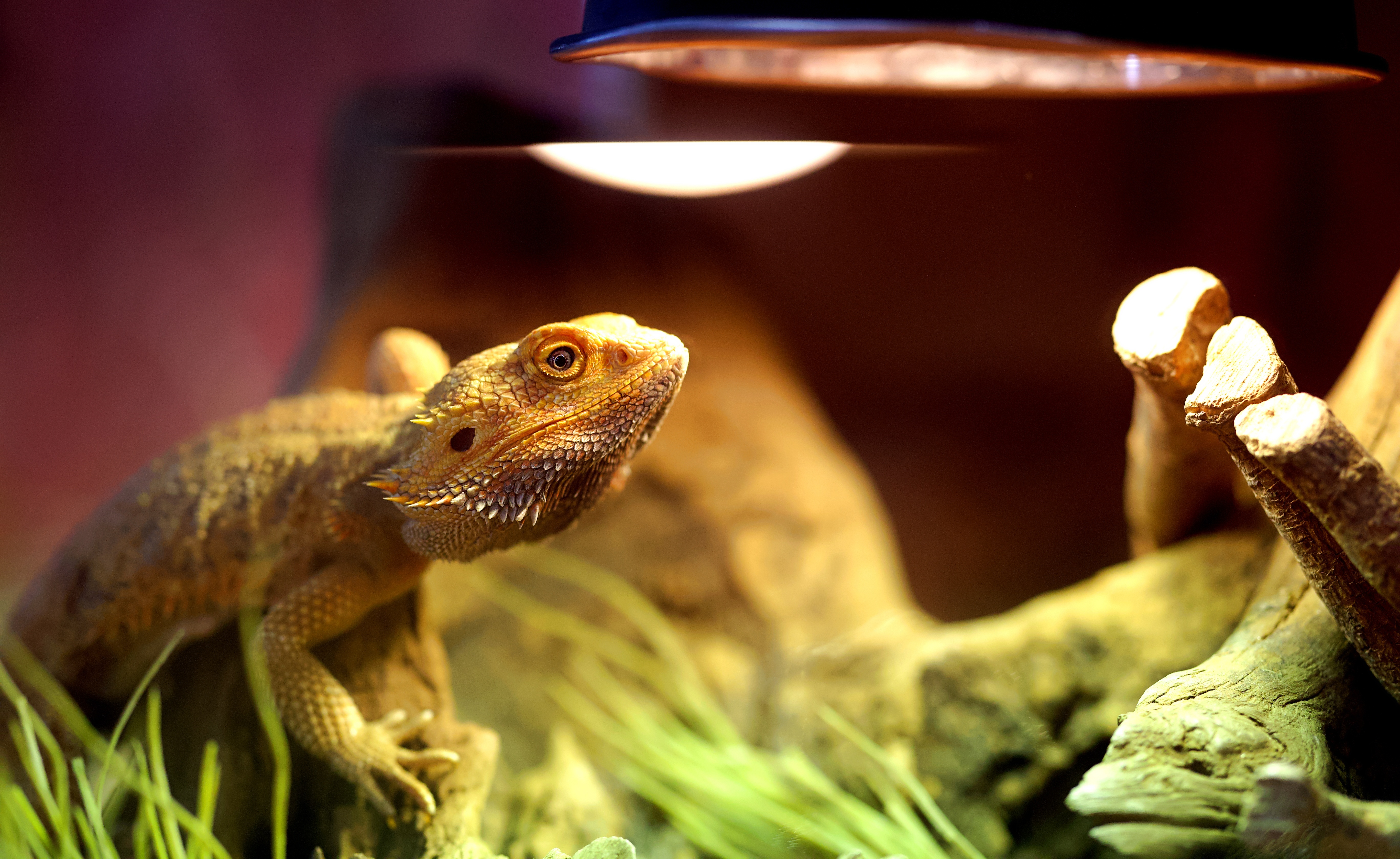 Image of Bearded Dragon in terrarium under basking light