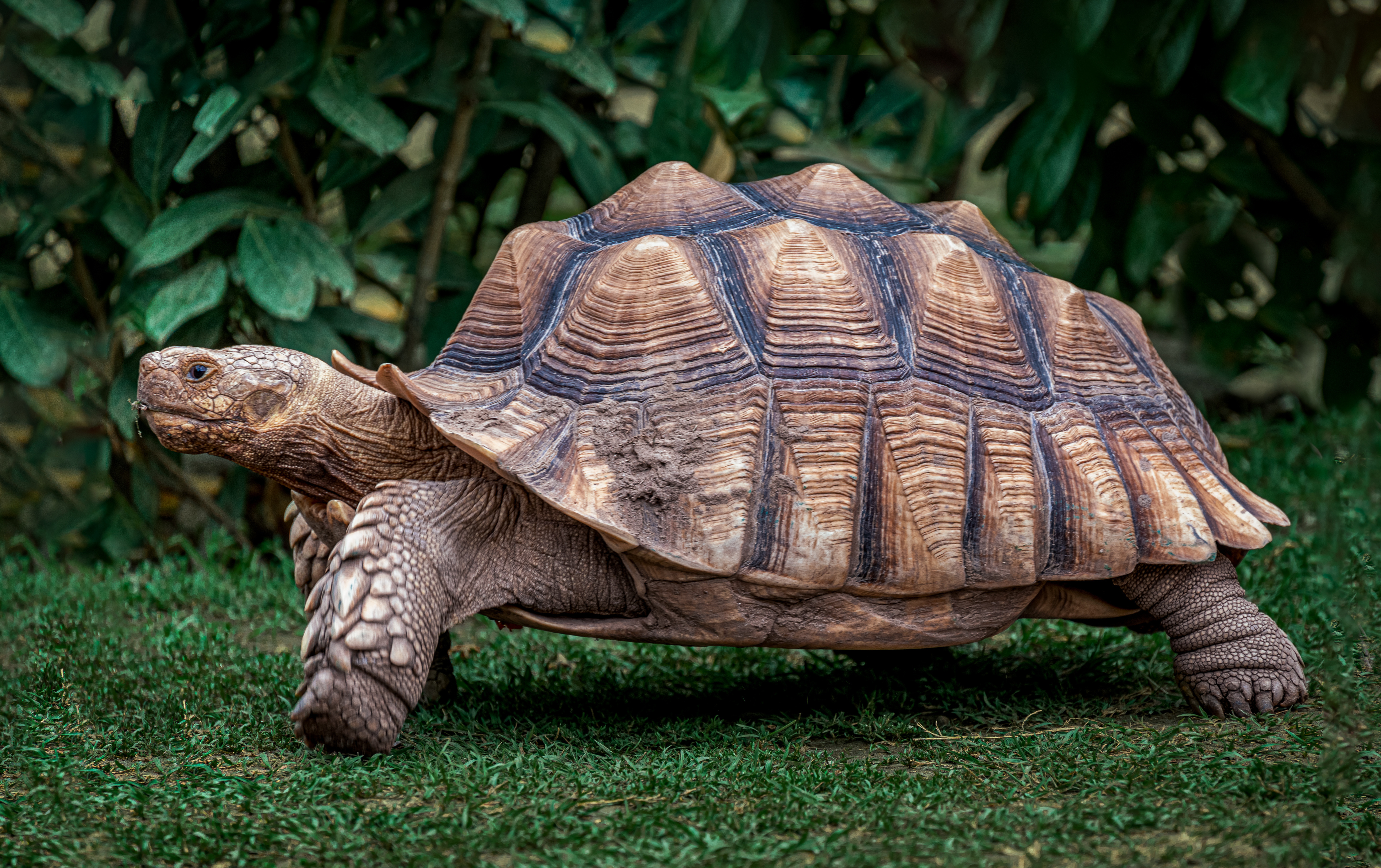 Tortoise with Pyramid Shell