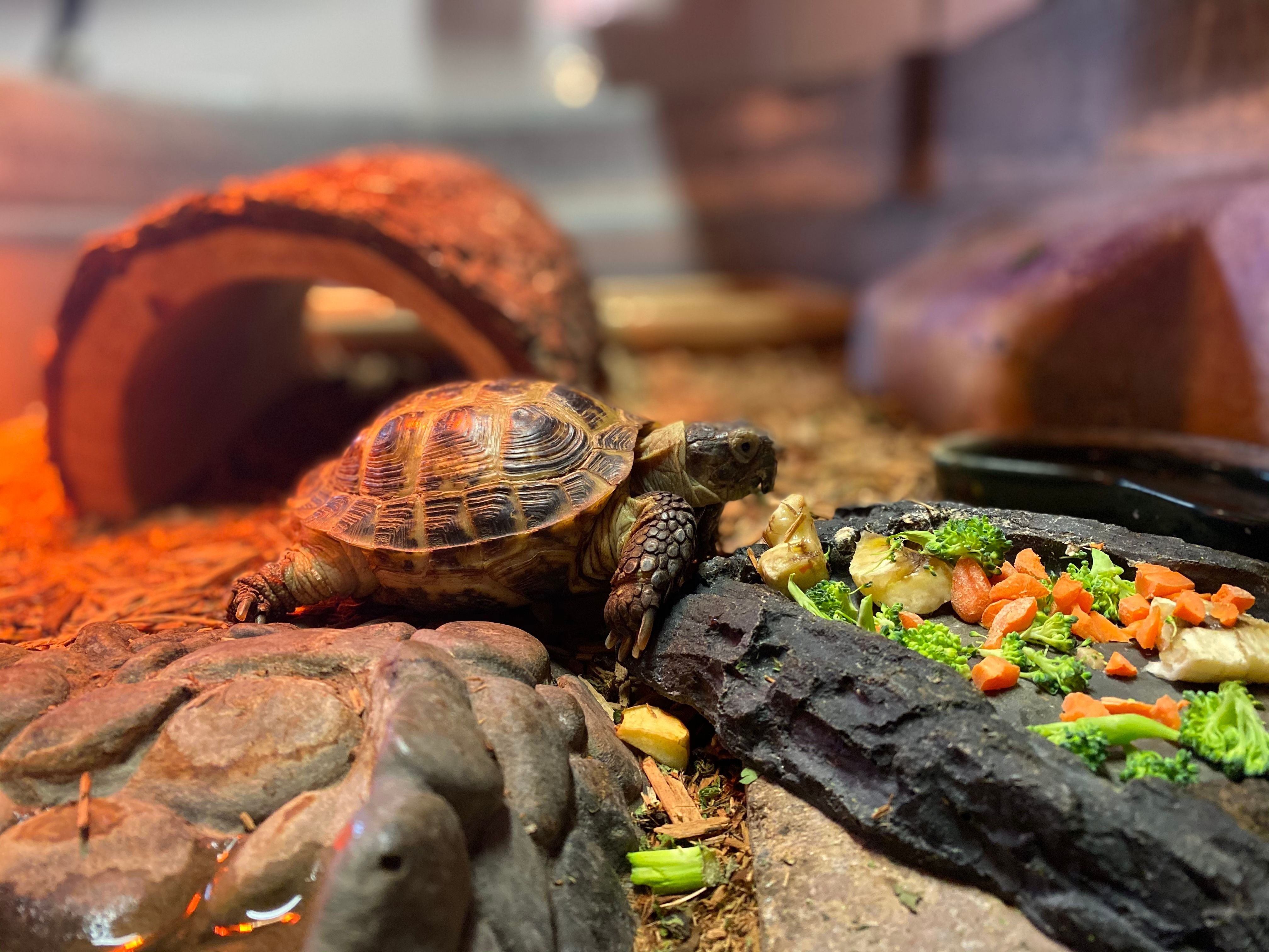 Tortoise eating leafy greens