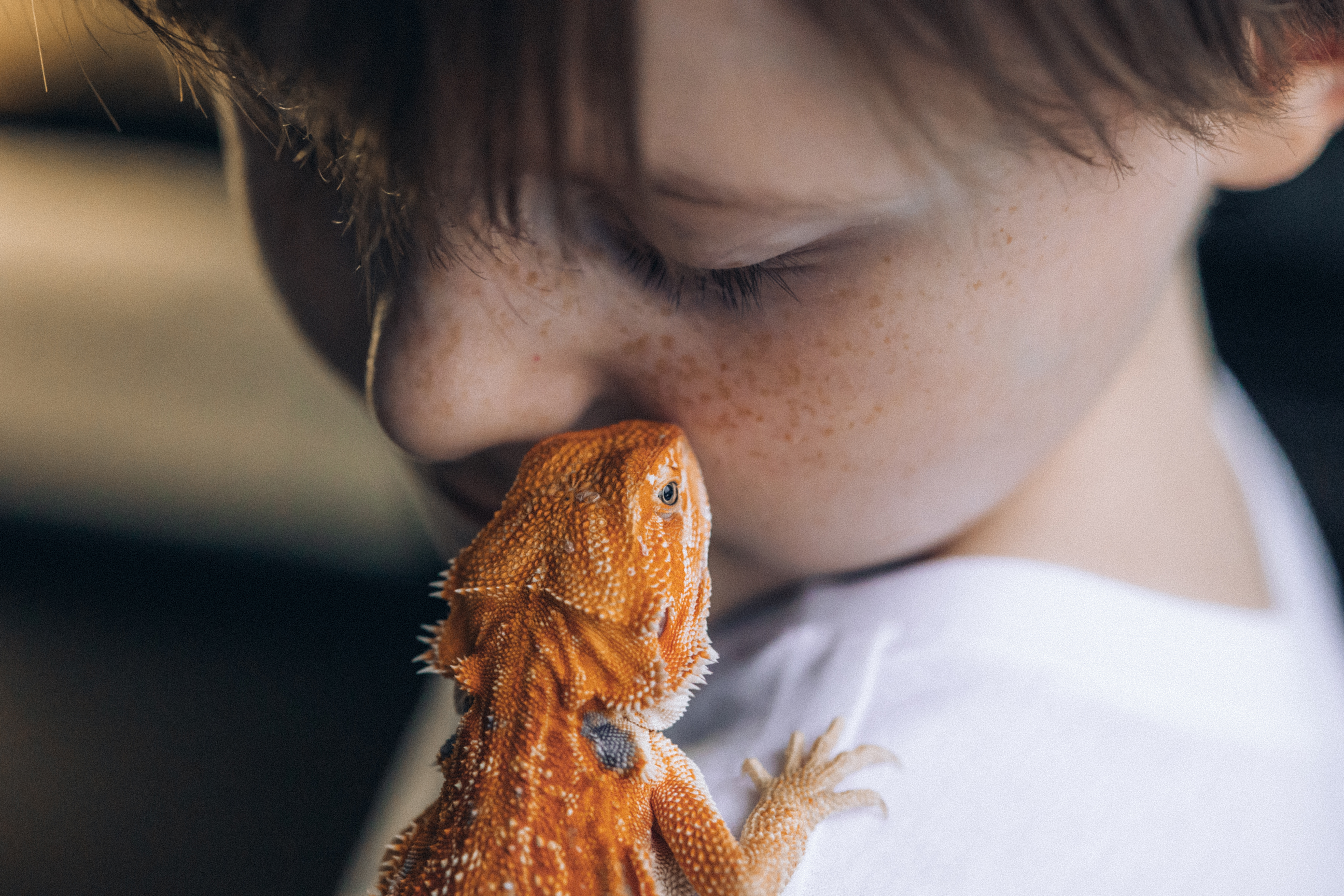 Image of Close up of child with orange bearded dragon sitting on child's shoulder and child touching the bearded dragon's face