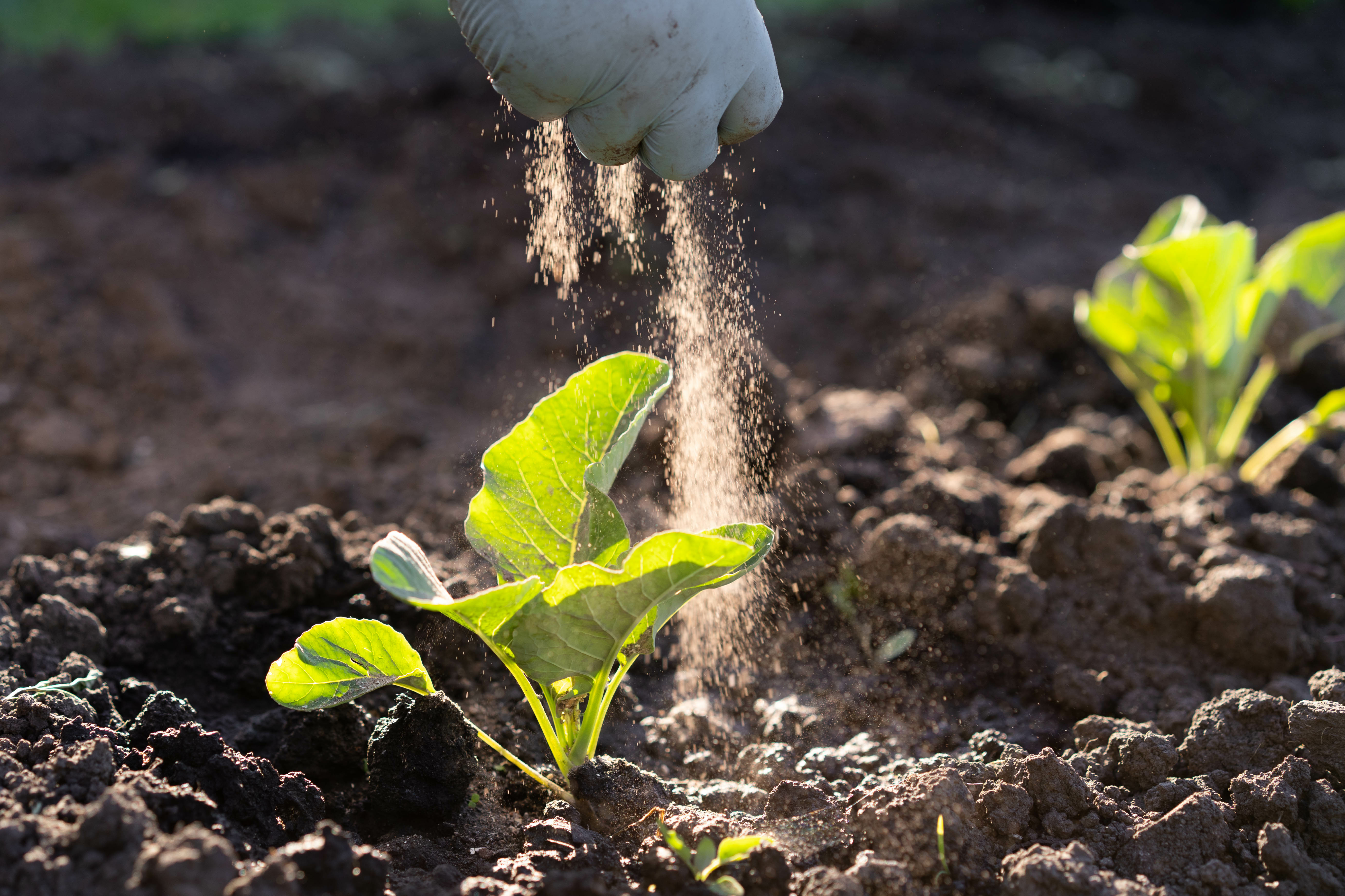 a woman's hand sprinkles ash on a small sprout of cabbage, protection of the crop from midges and fertilizer for the crop, ash for plants