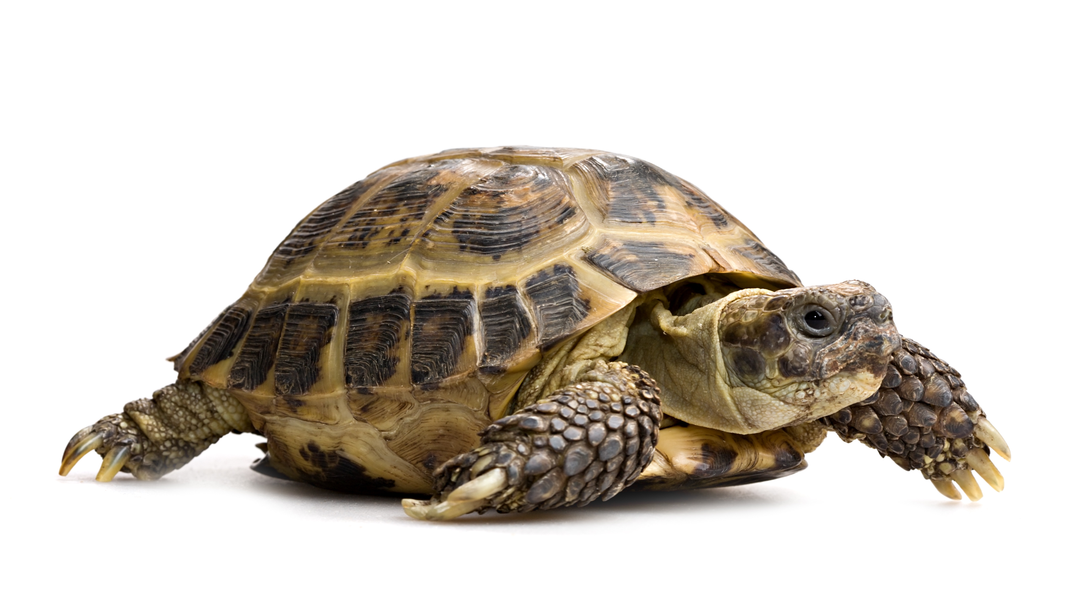 Image of tortoise on white background