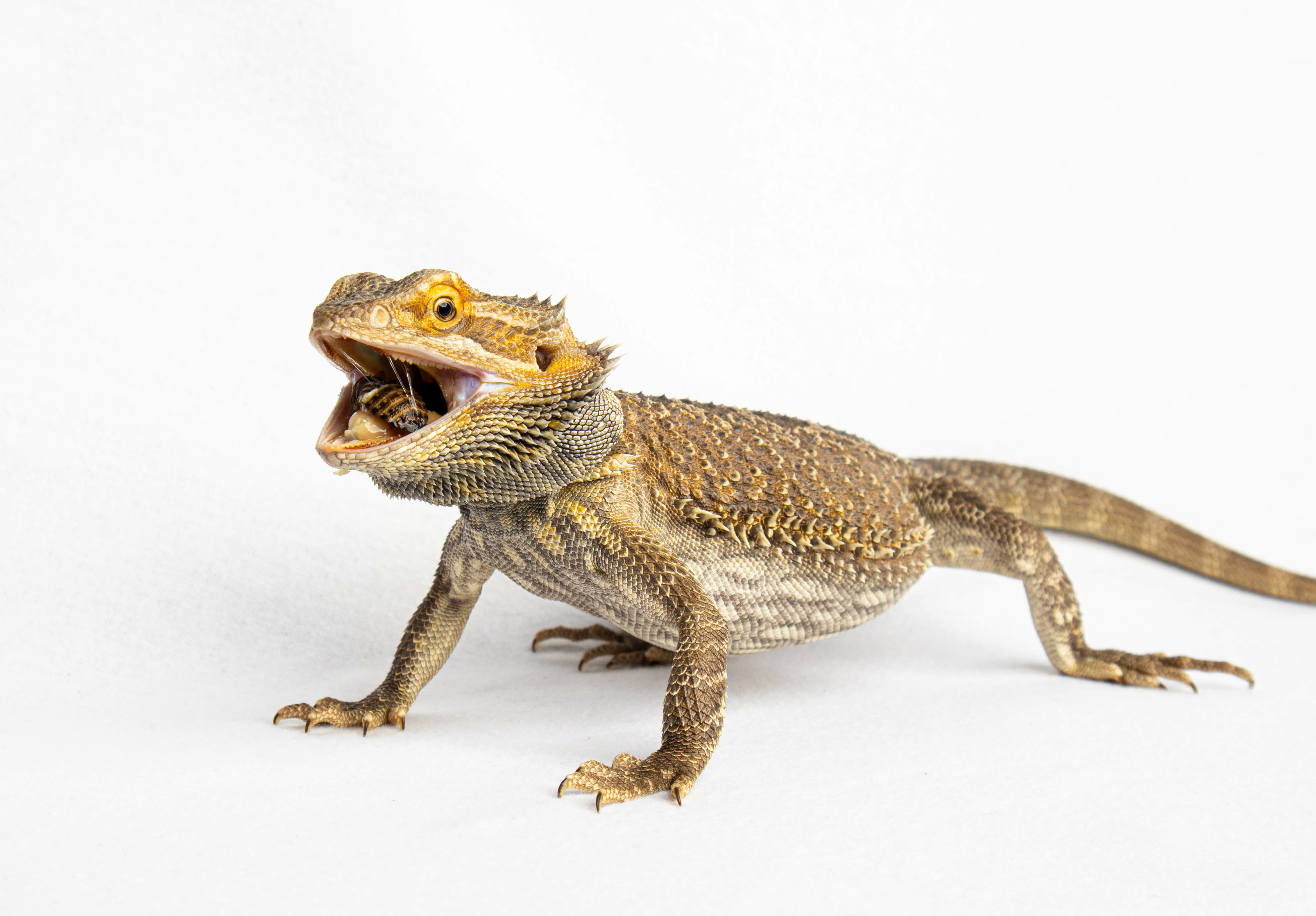 Image of Bearded Dragon with Dubia Roach in its mouth on white background