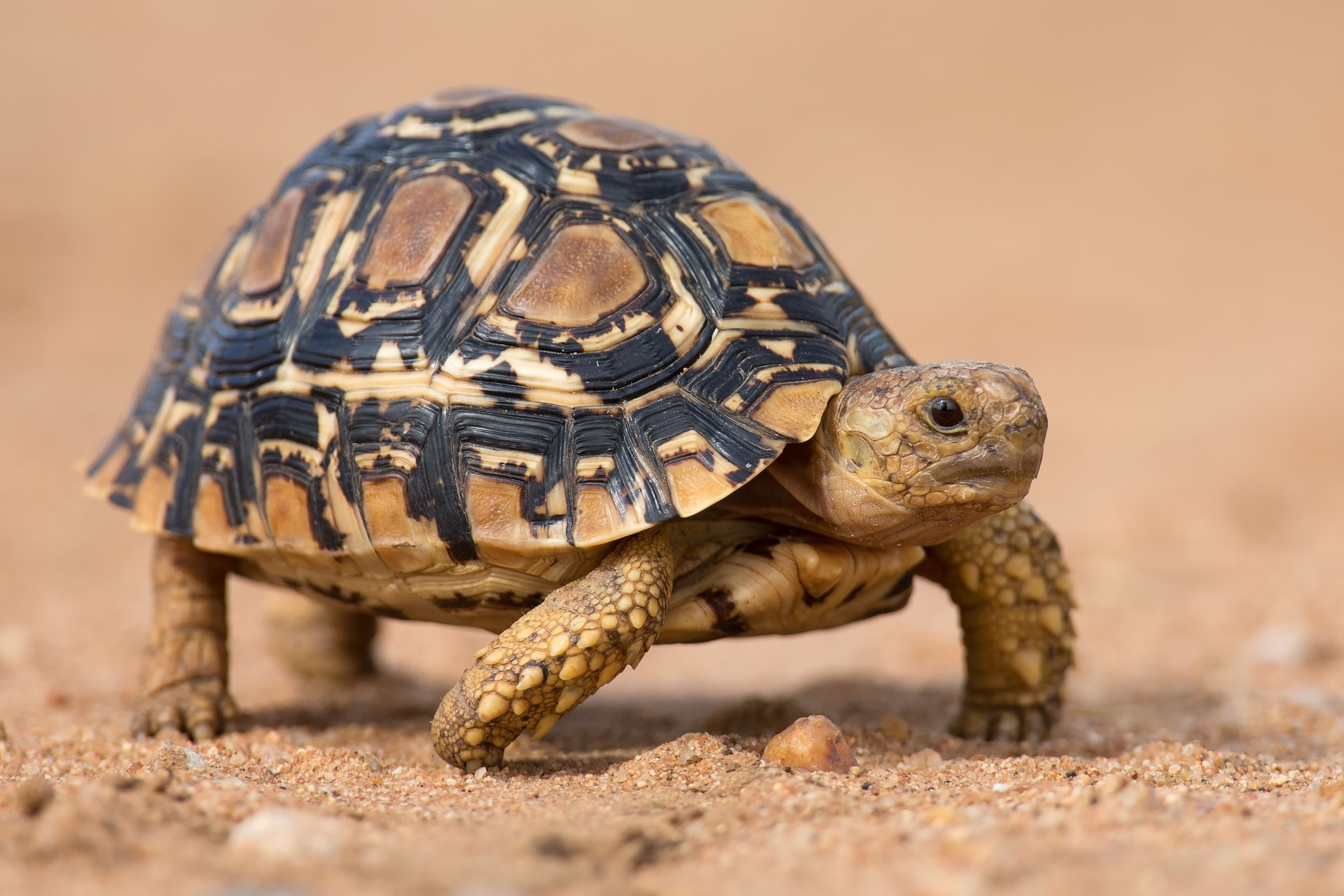 Image of tortoise in desert environment