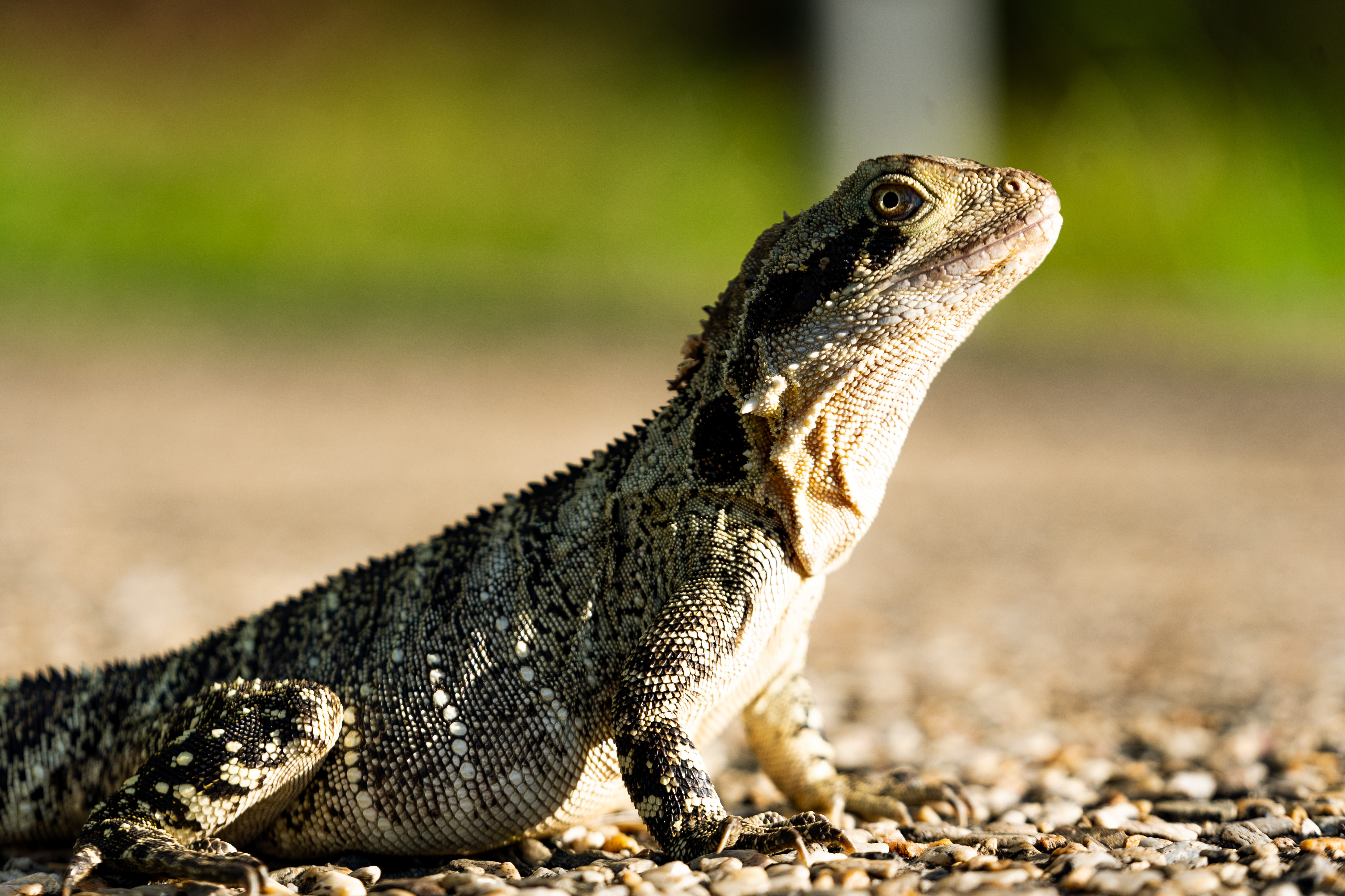 Intellagama (lizard species) looking to the right, standing in gravel 