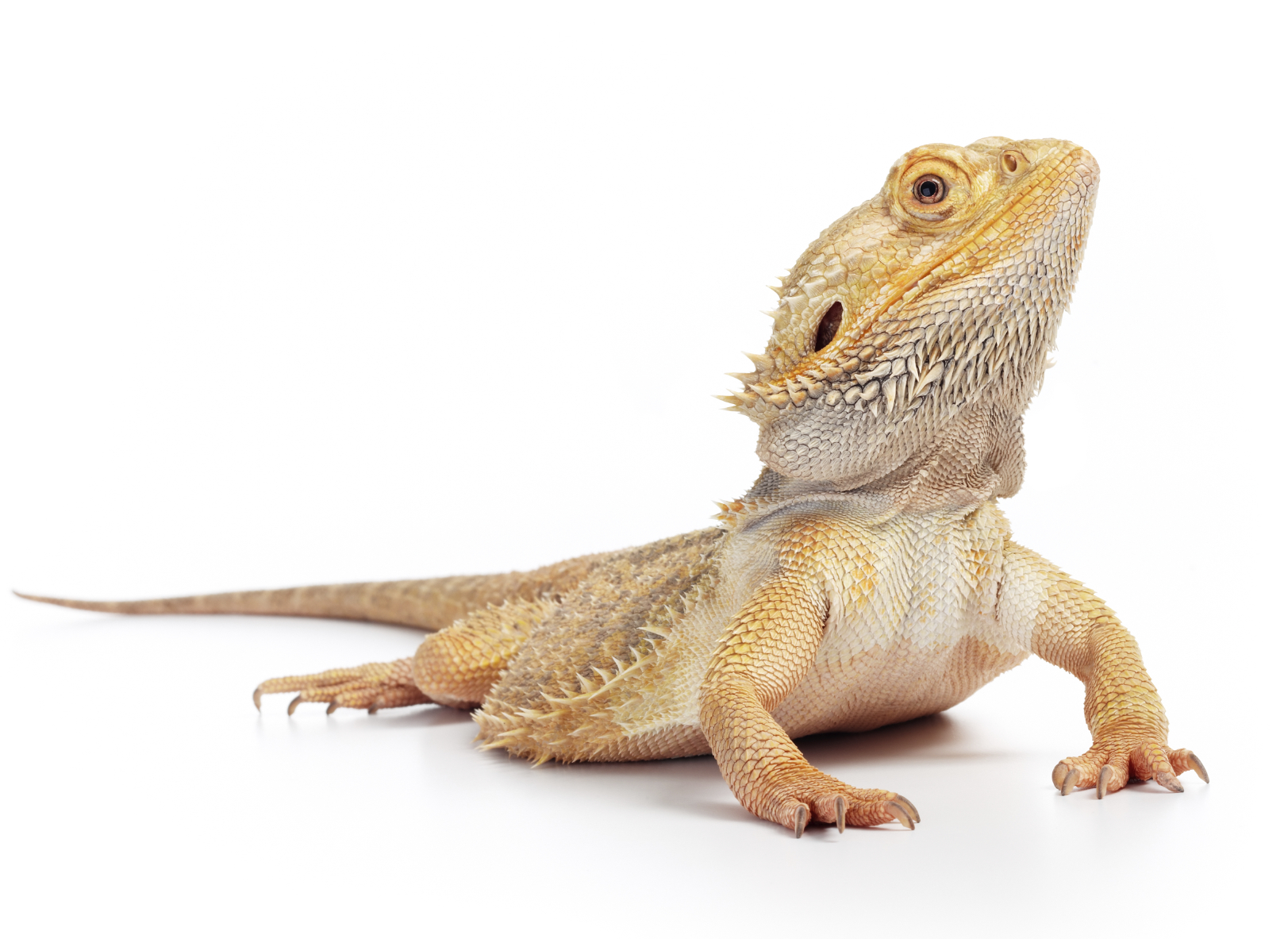 Adult Yellow and White Bearded Dragon on White Background Looking Up