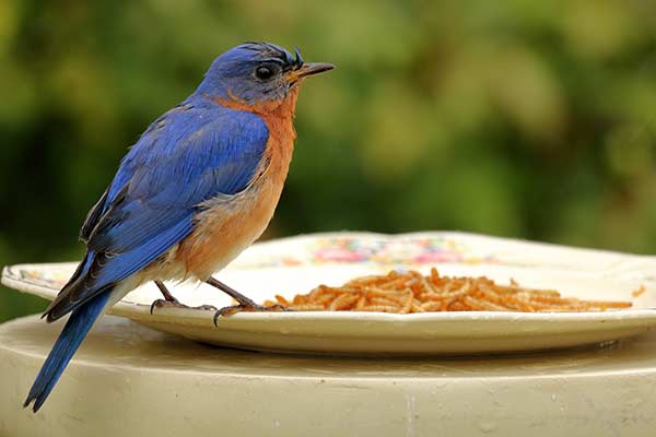 Image of Bluebird on Plate of Mealworms