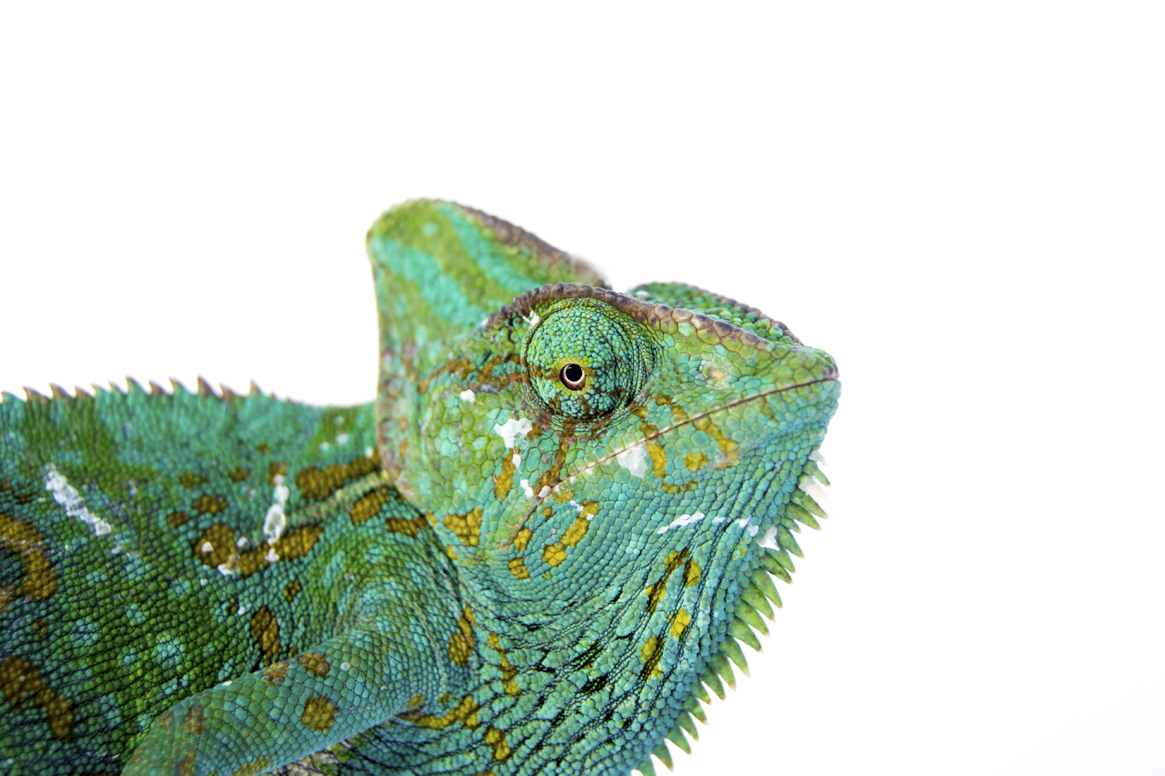 chameleon-big.jpg