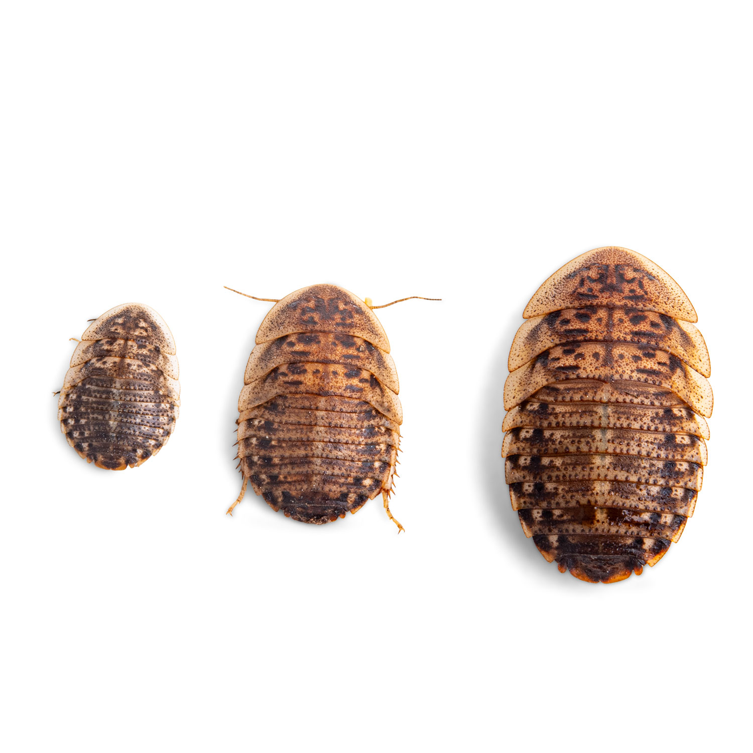 Image of Small, Medium, and Large Dubia Roaches on white Background