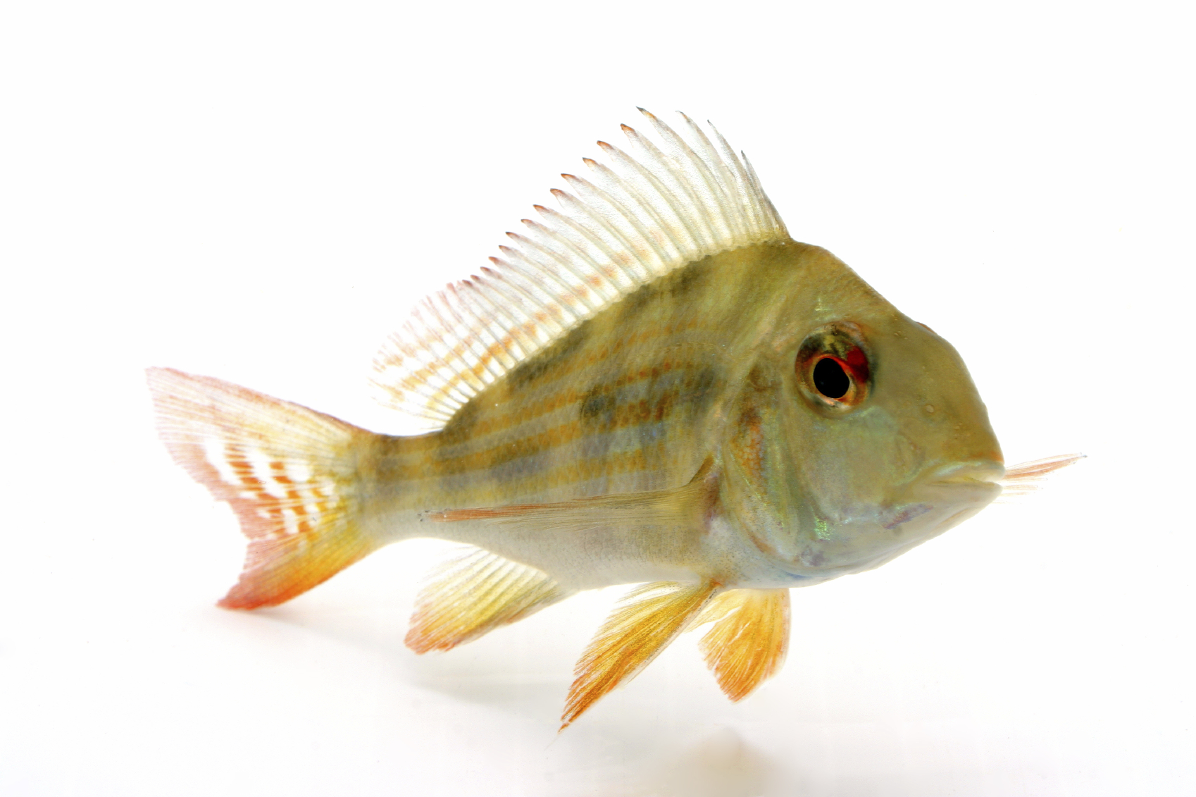 Yellow and Orange Tropical Fish on White Background