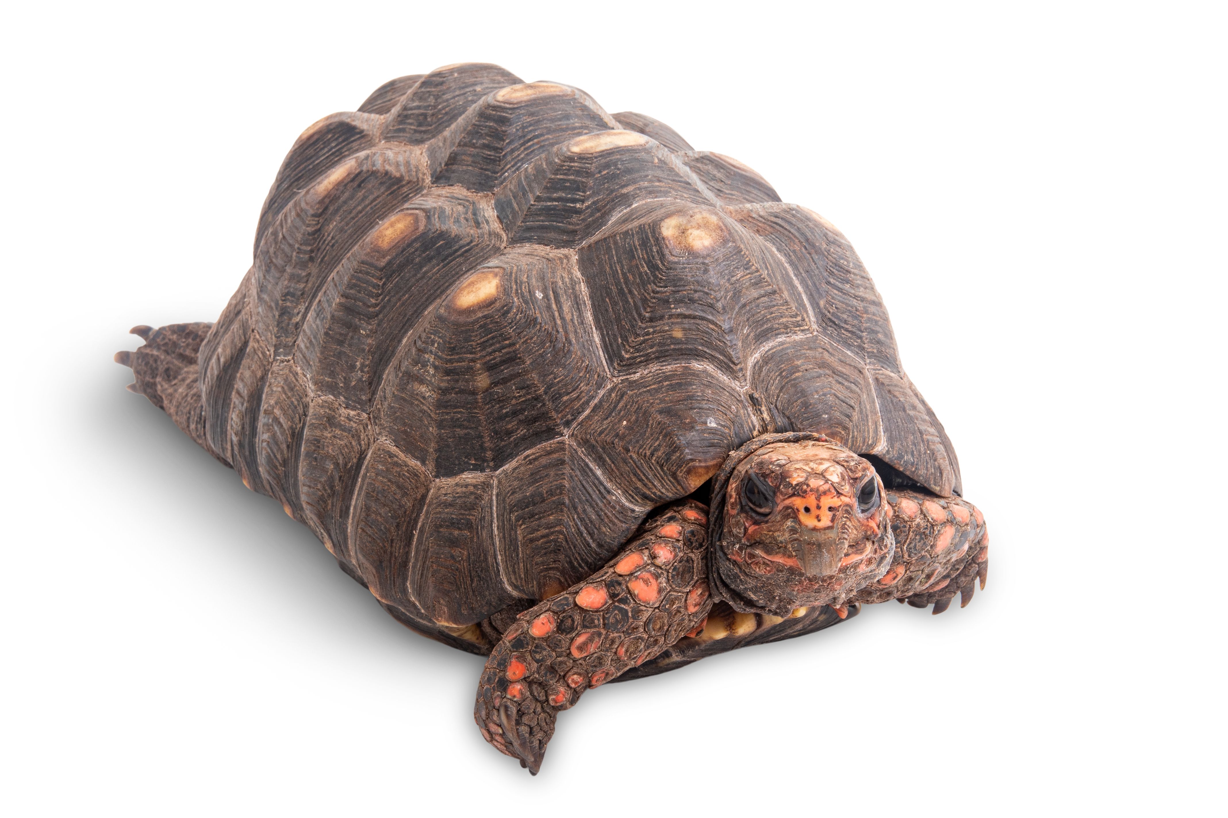 Image of Red Foot Tortoise on White Background