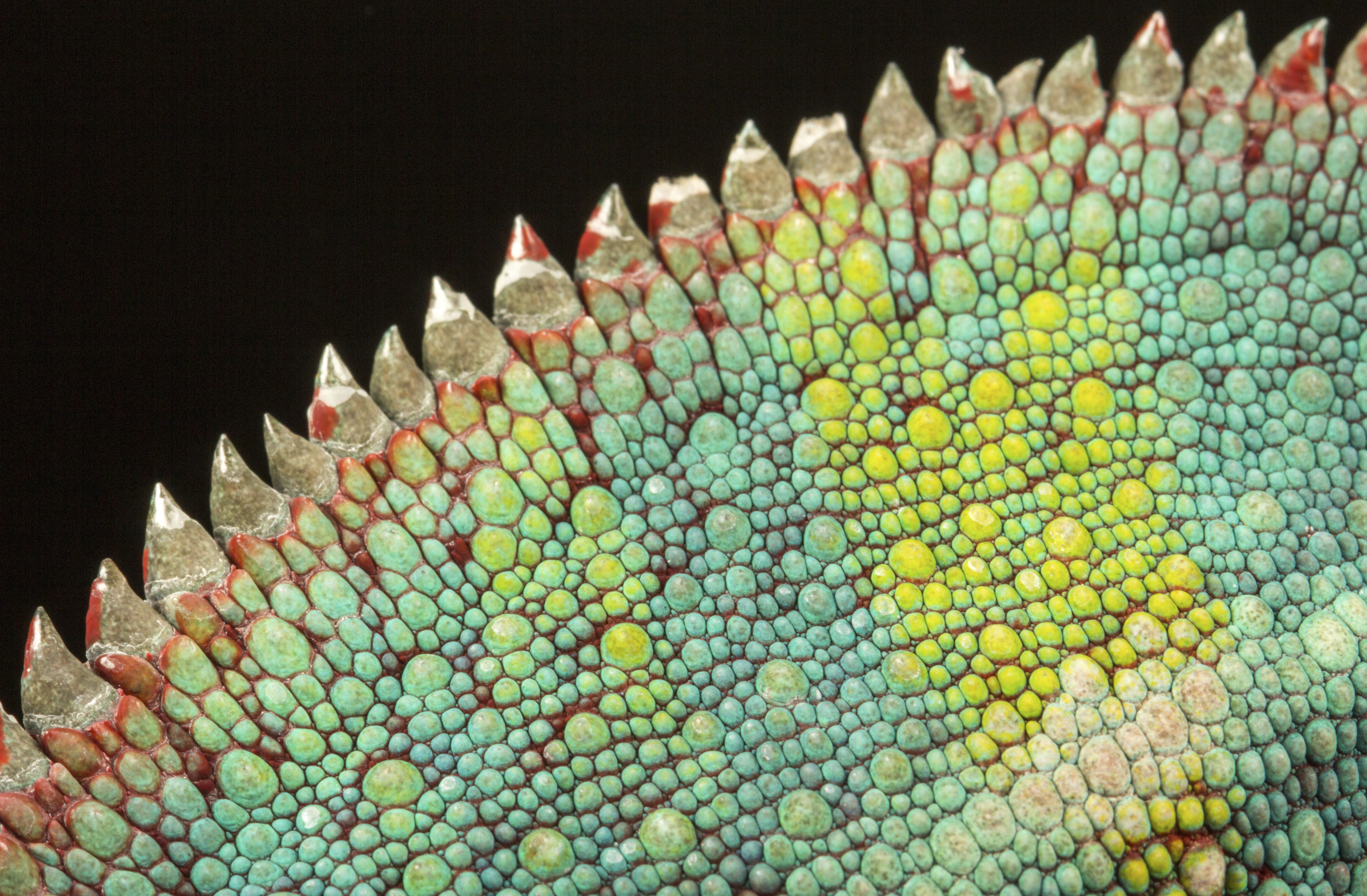 Image of Skin of Chameleon with multi-color: red, Yellow, Blue, Green, and Turqoise