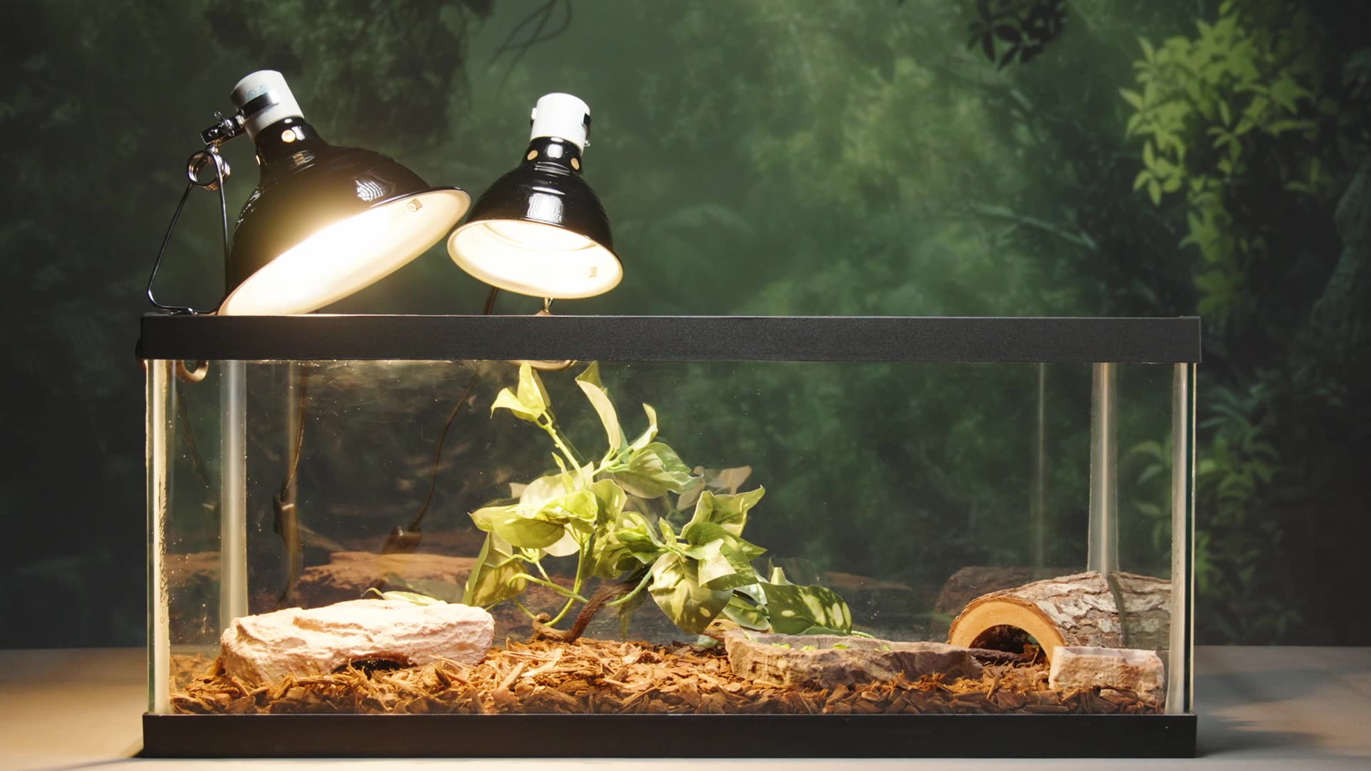 Clamp Lamp on terrarium filled with reptile accessories