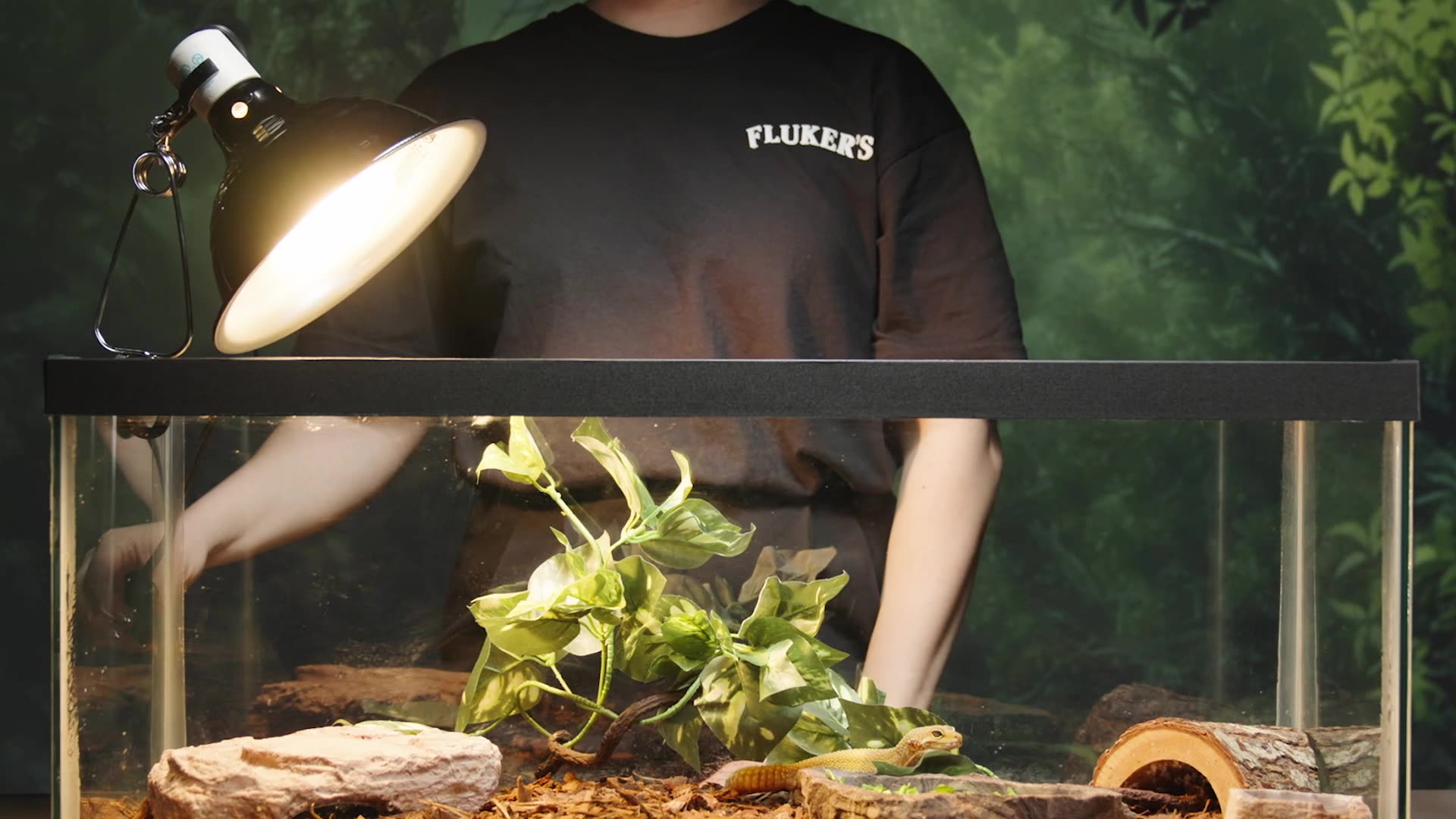 Image of person in black tshirt turning on lamp clamped onto terrarium filled with reptile accessories