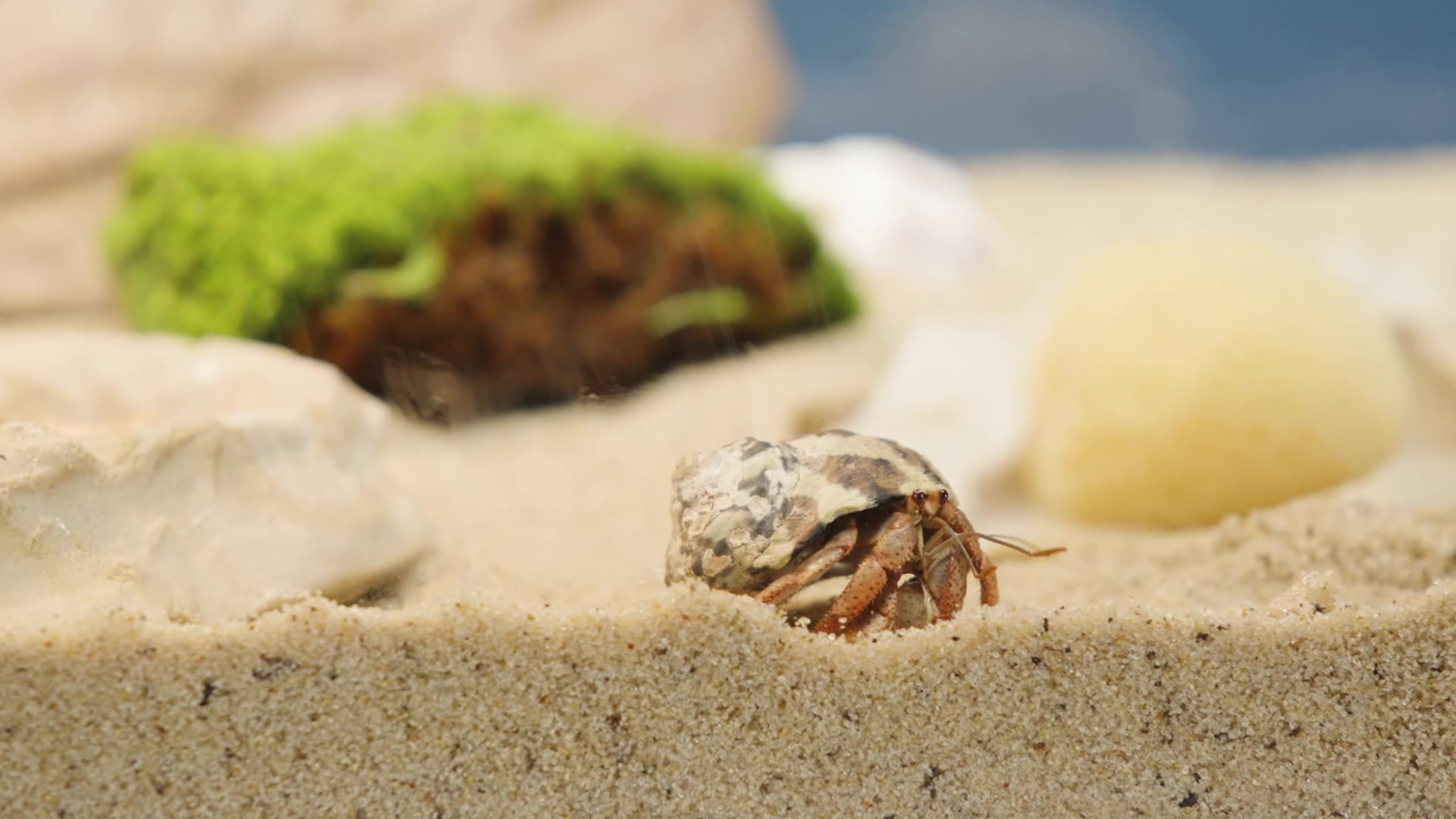 Hermit Crab crawling on Sand