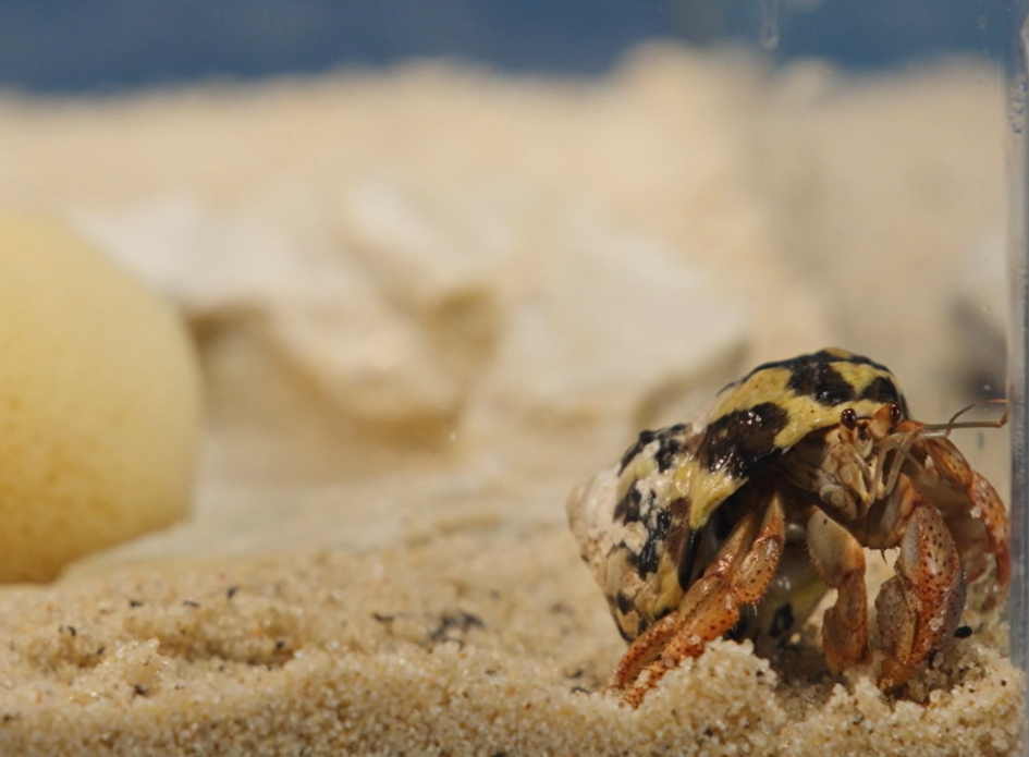 Hermit Crab crawling on sand