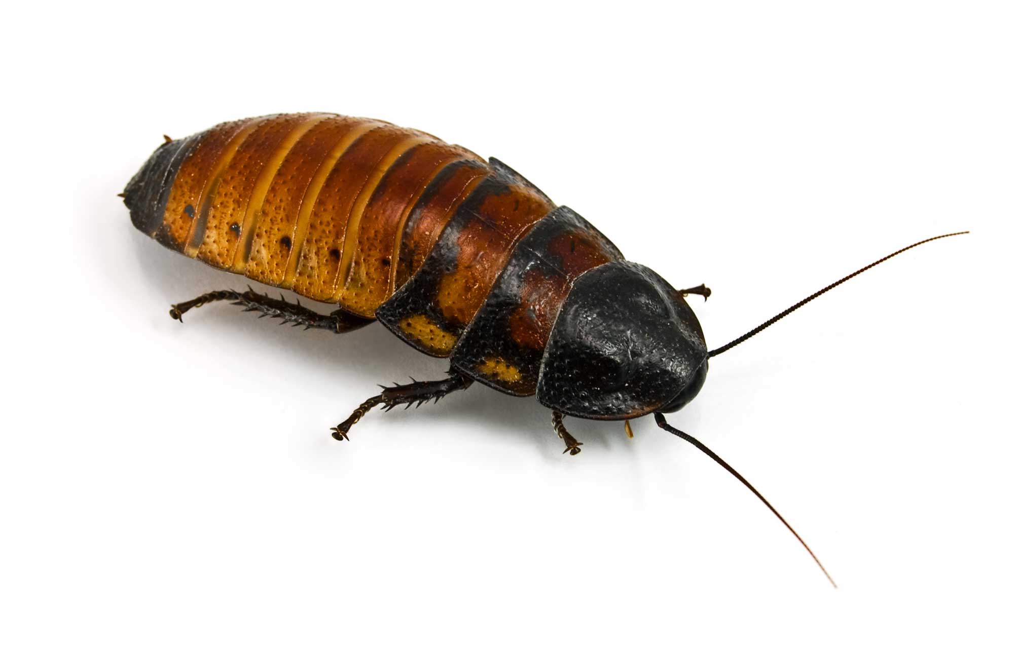 hissingcockroach.jpg