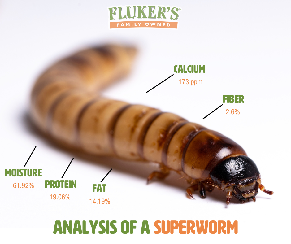 image-of-post-analysis-of-a-superworm.png