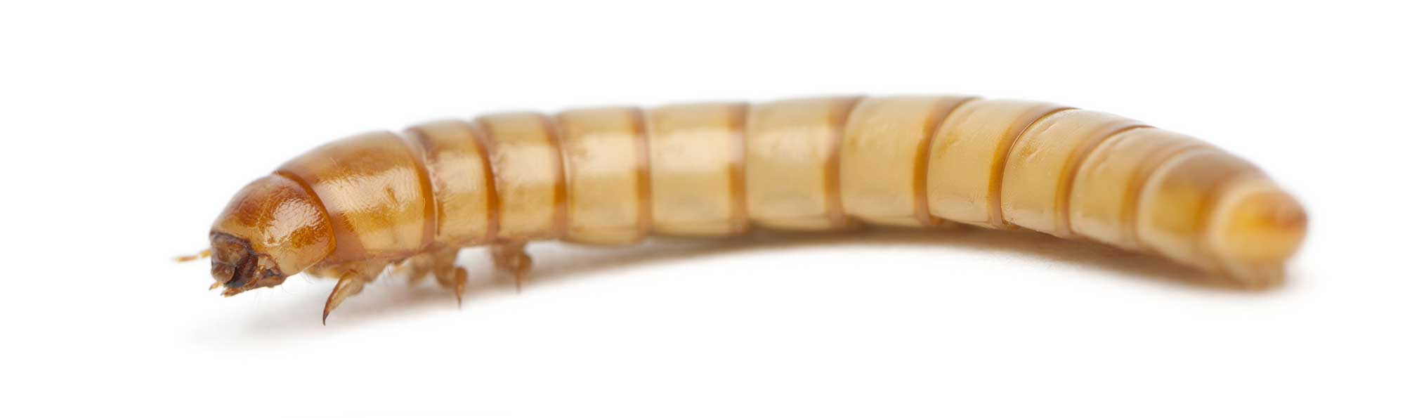 Image of Oversized Mealworm in 3D