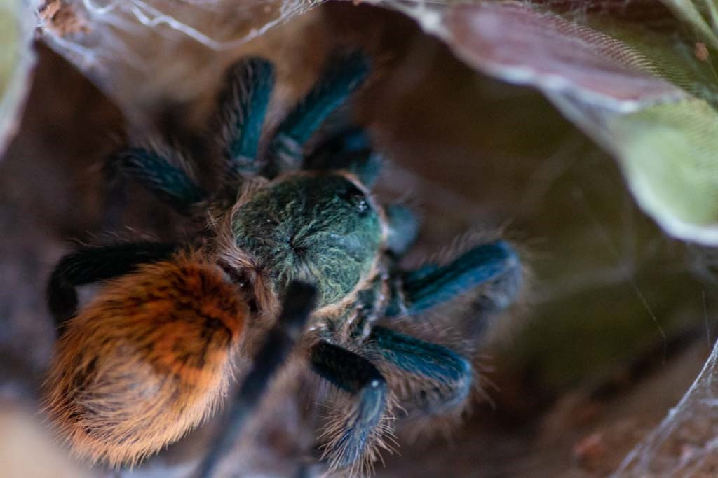 Image of Tarantula Pet