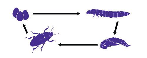 Image of Chart showing life cycle of the Mealworm from Egg to Adult Beetle