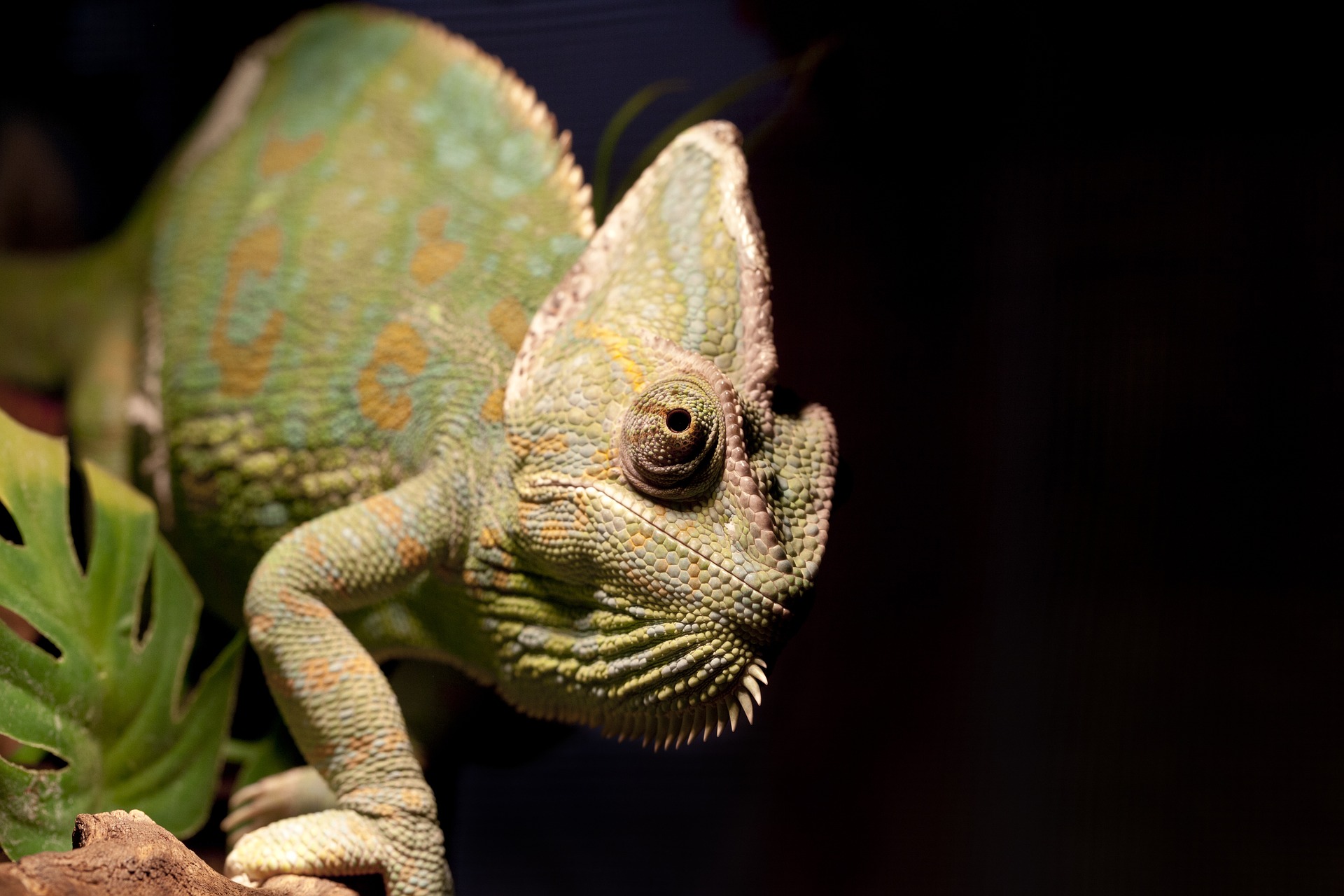 Image of Green, Yellow, and Orange Chameleon on Green Leaf on Black Background