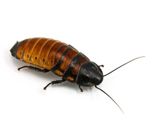 Image of Madagascar Hissing Cockroach on White Background