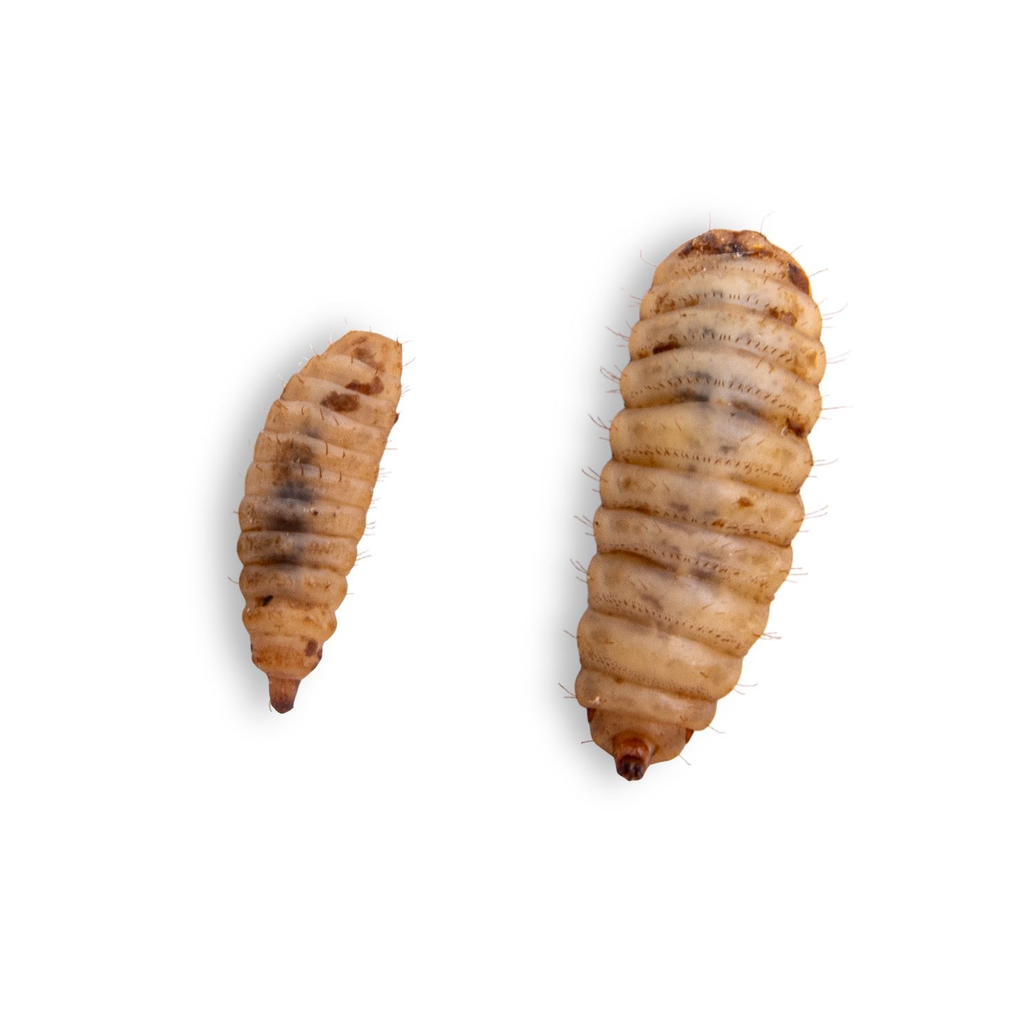 Image of large and small Black Soldier Fly Larvae on White background