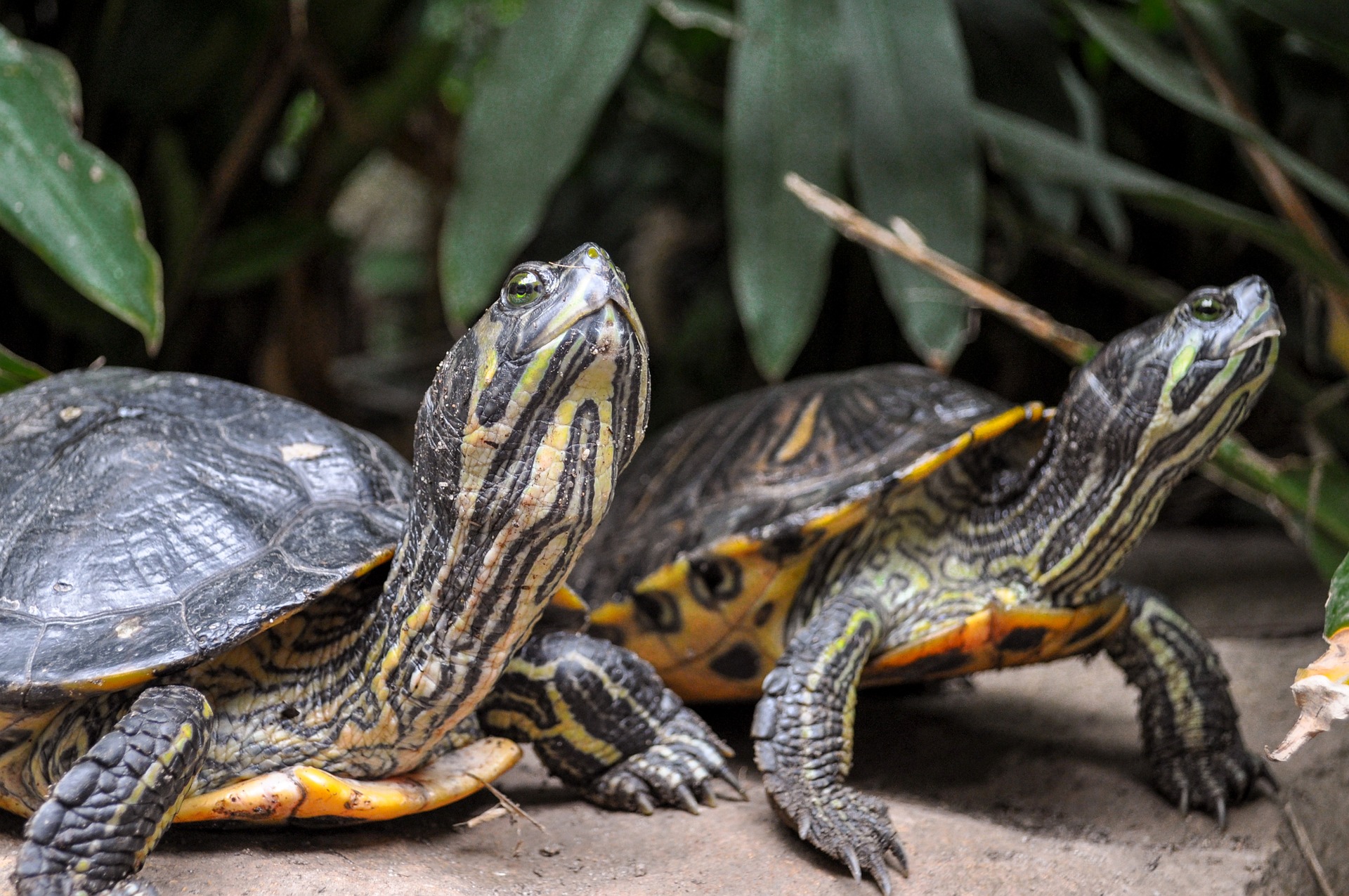 Two Aquatic Turtles standing on a Rock