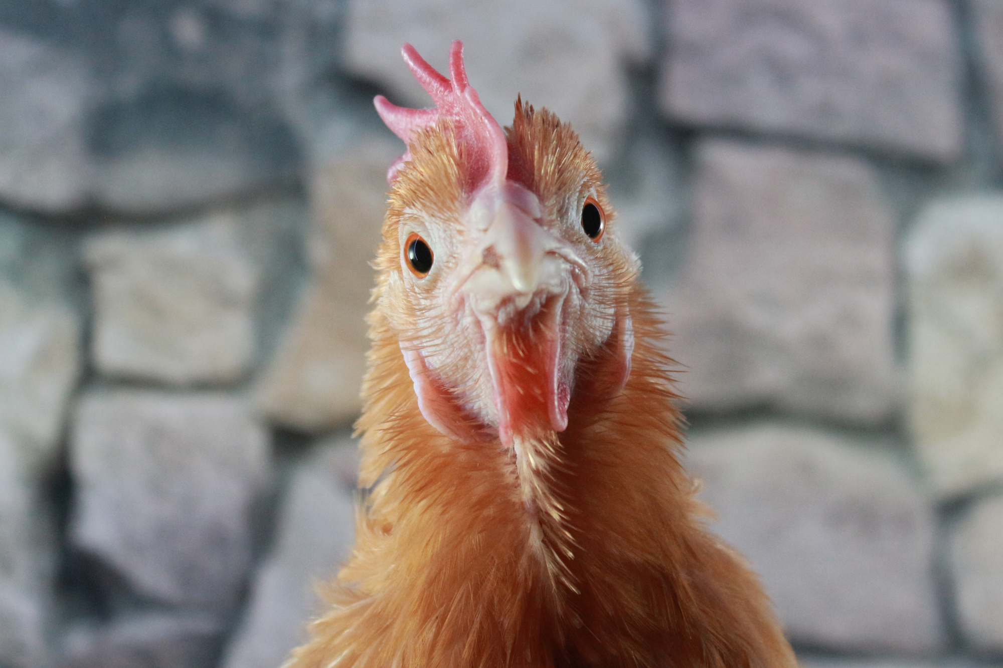 Chicken Head of Hen looking at camera