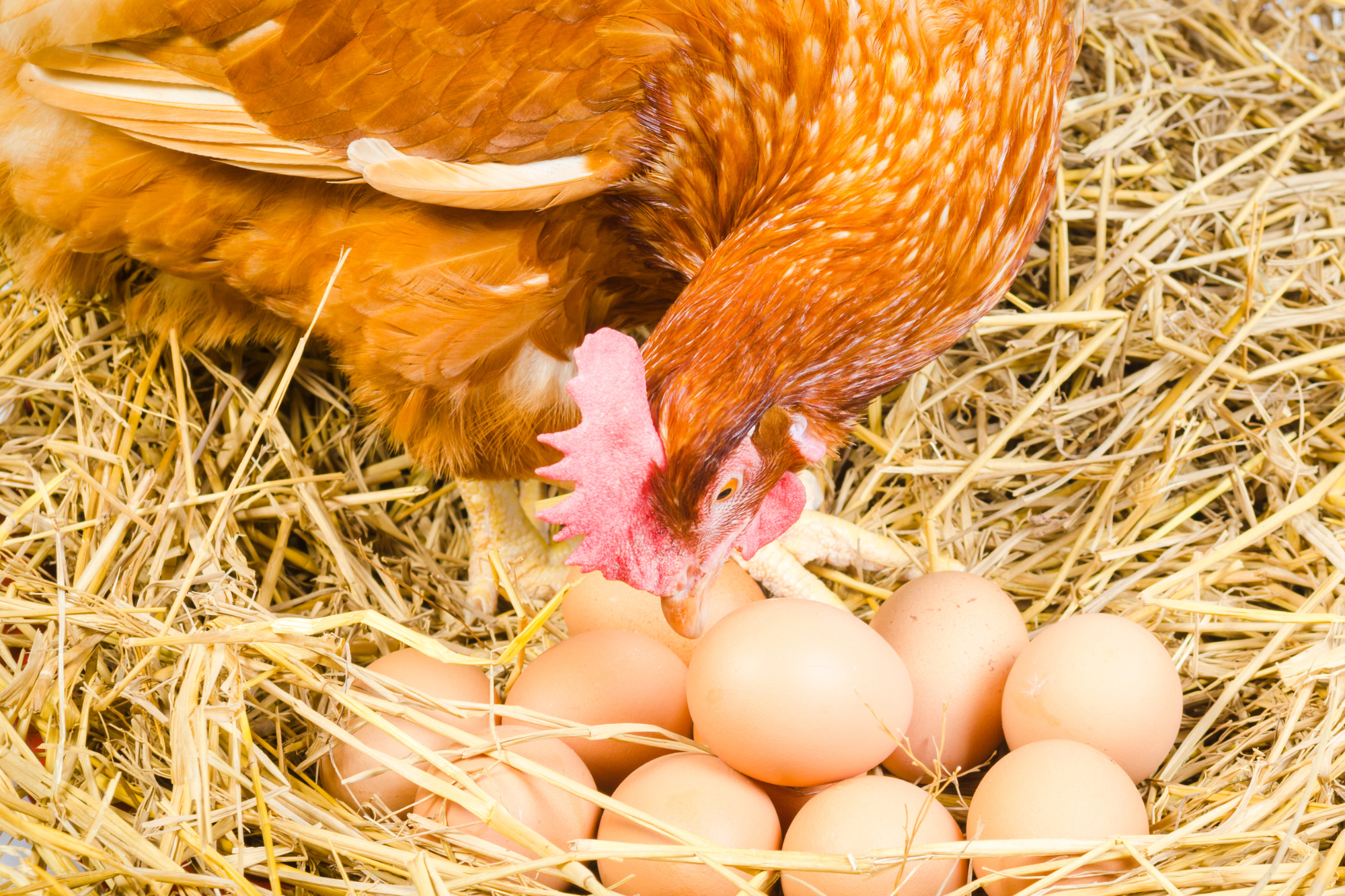 Hen leaning down to look at eggs laying on top of straw